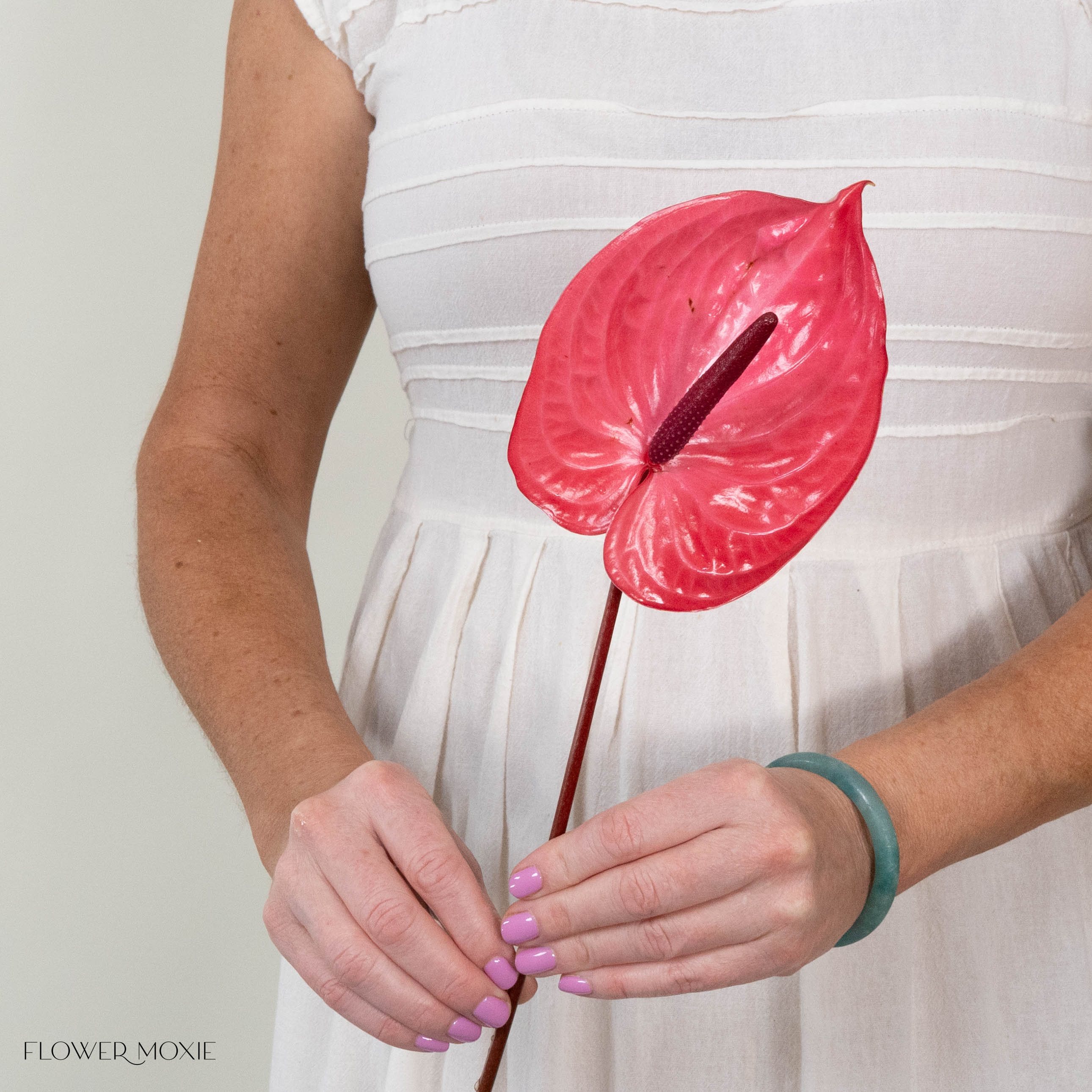 Giant Pink Italian Anthurium - Image 4