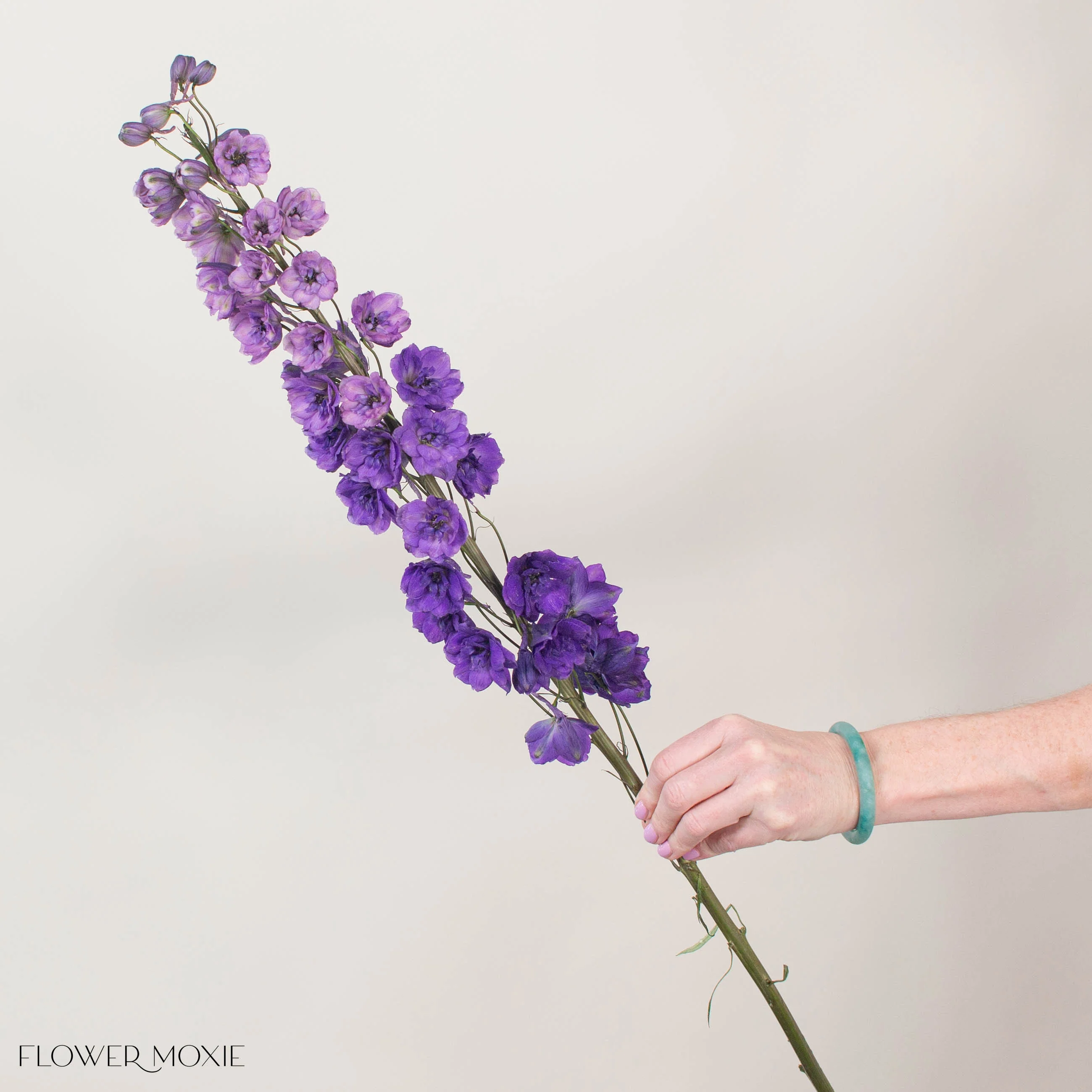 Giant Purple Hybrid Delphinium - Image 3