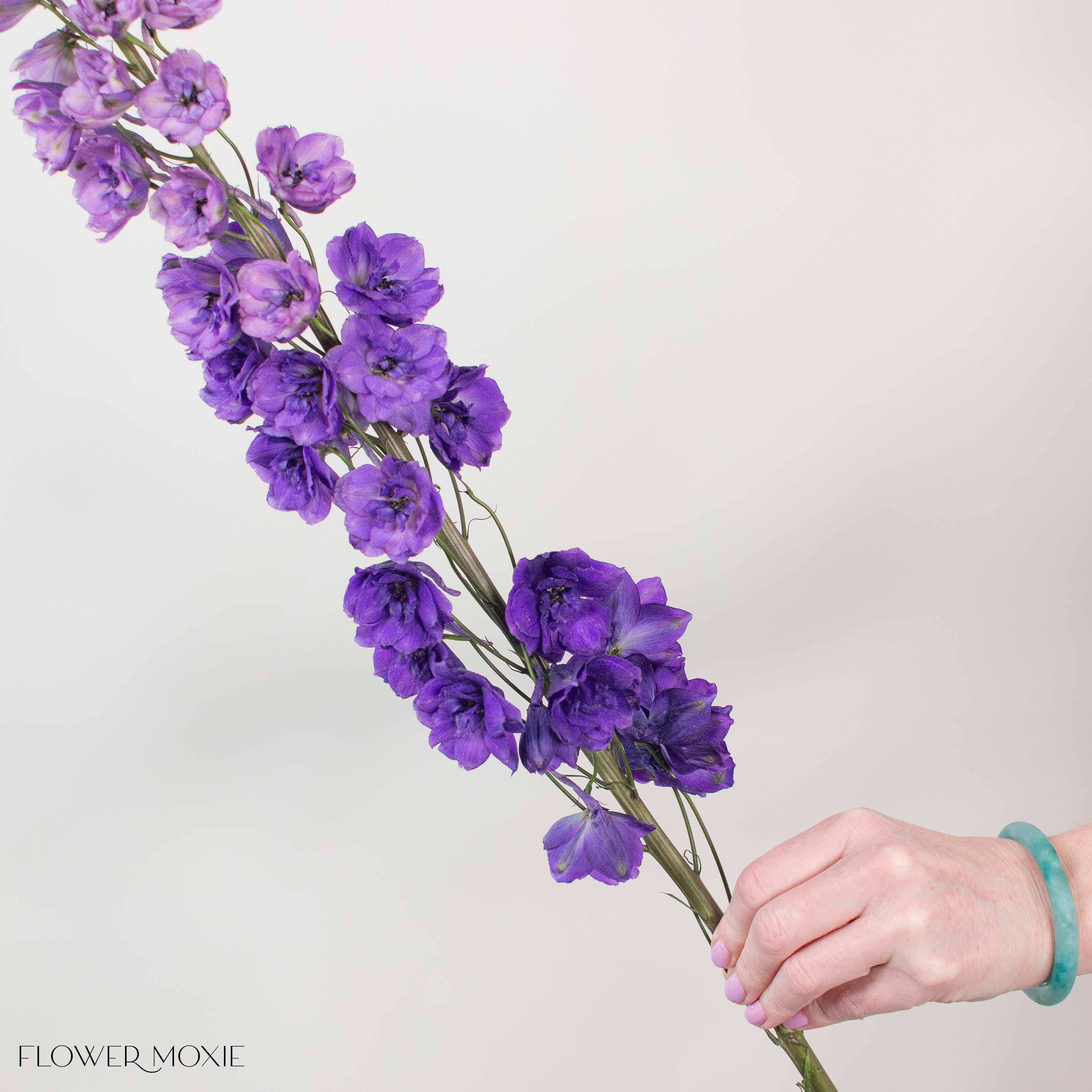Giant Purple Hybrid Delphinium - Image 4