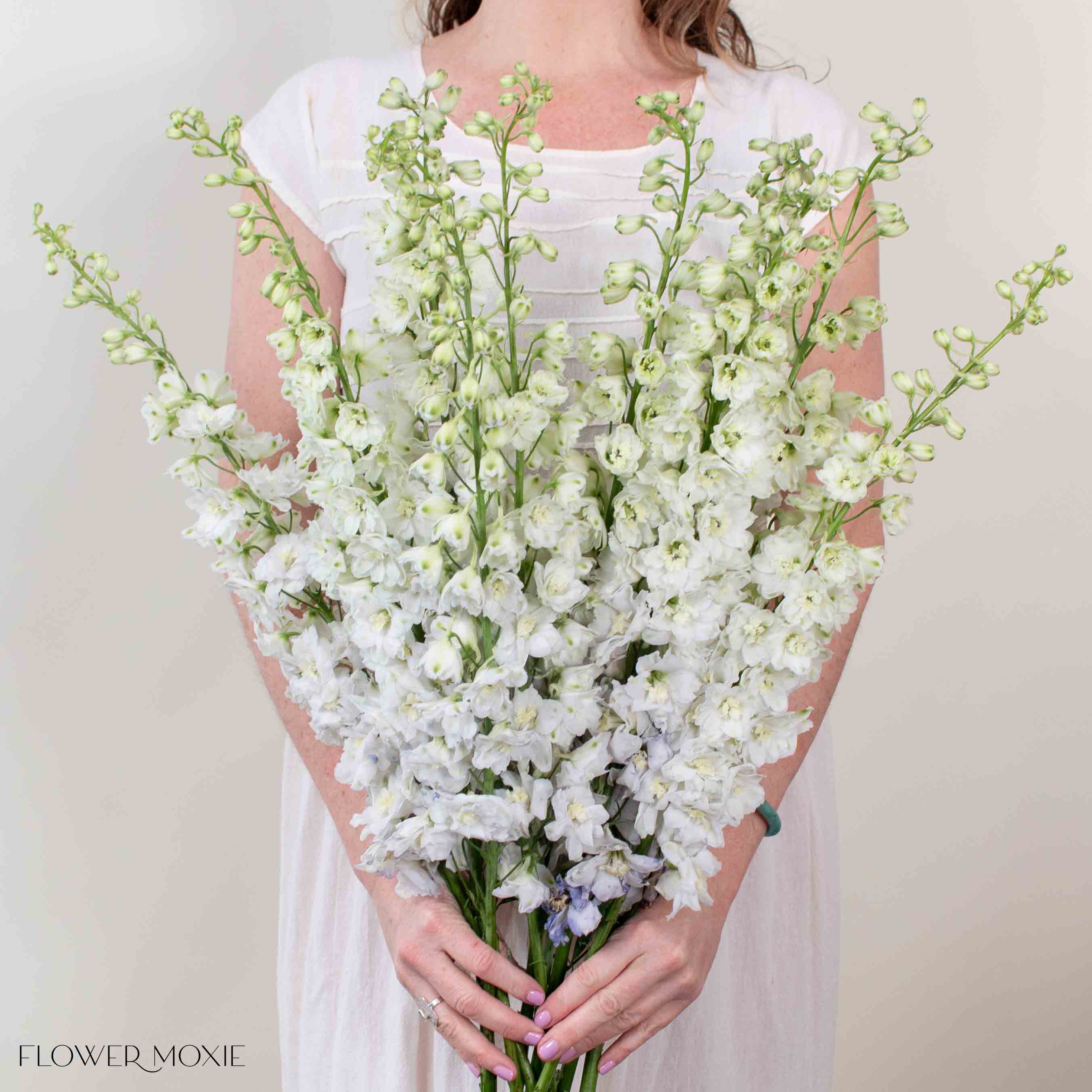 Giant White Hybrid Delphinium