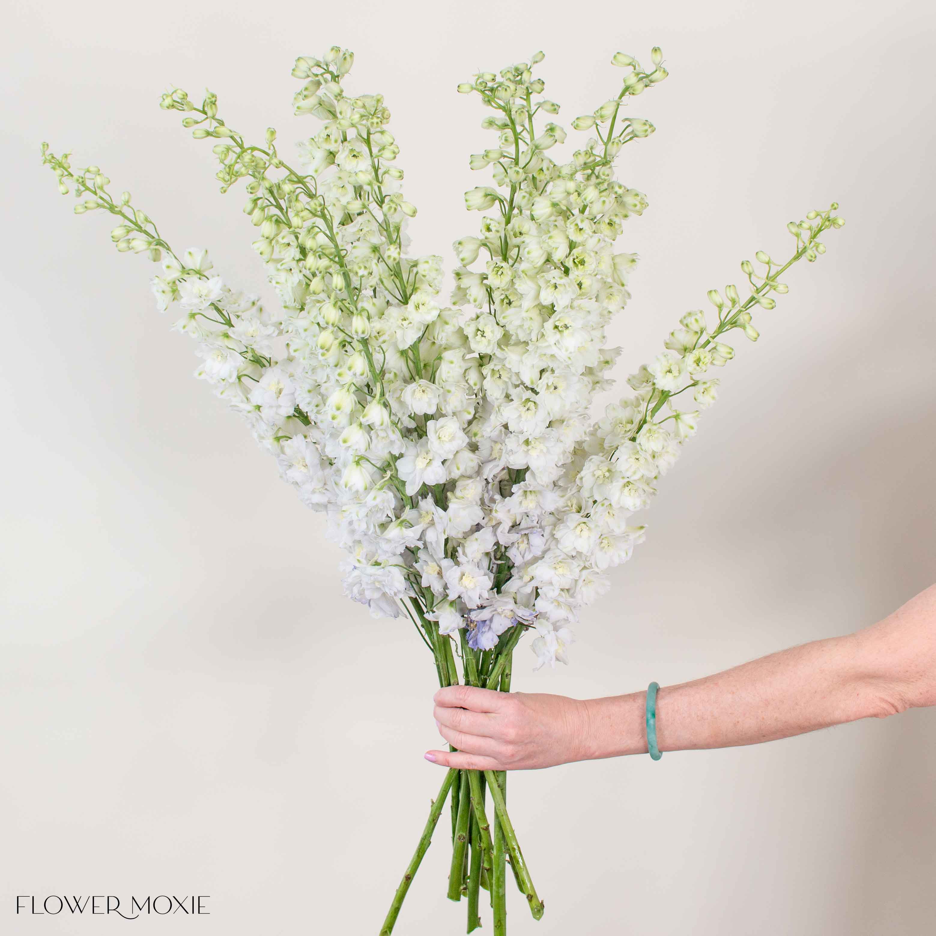 Giant White Hybrid Delphinium - Image 3