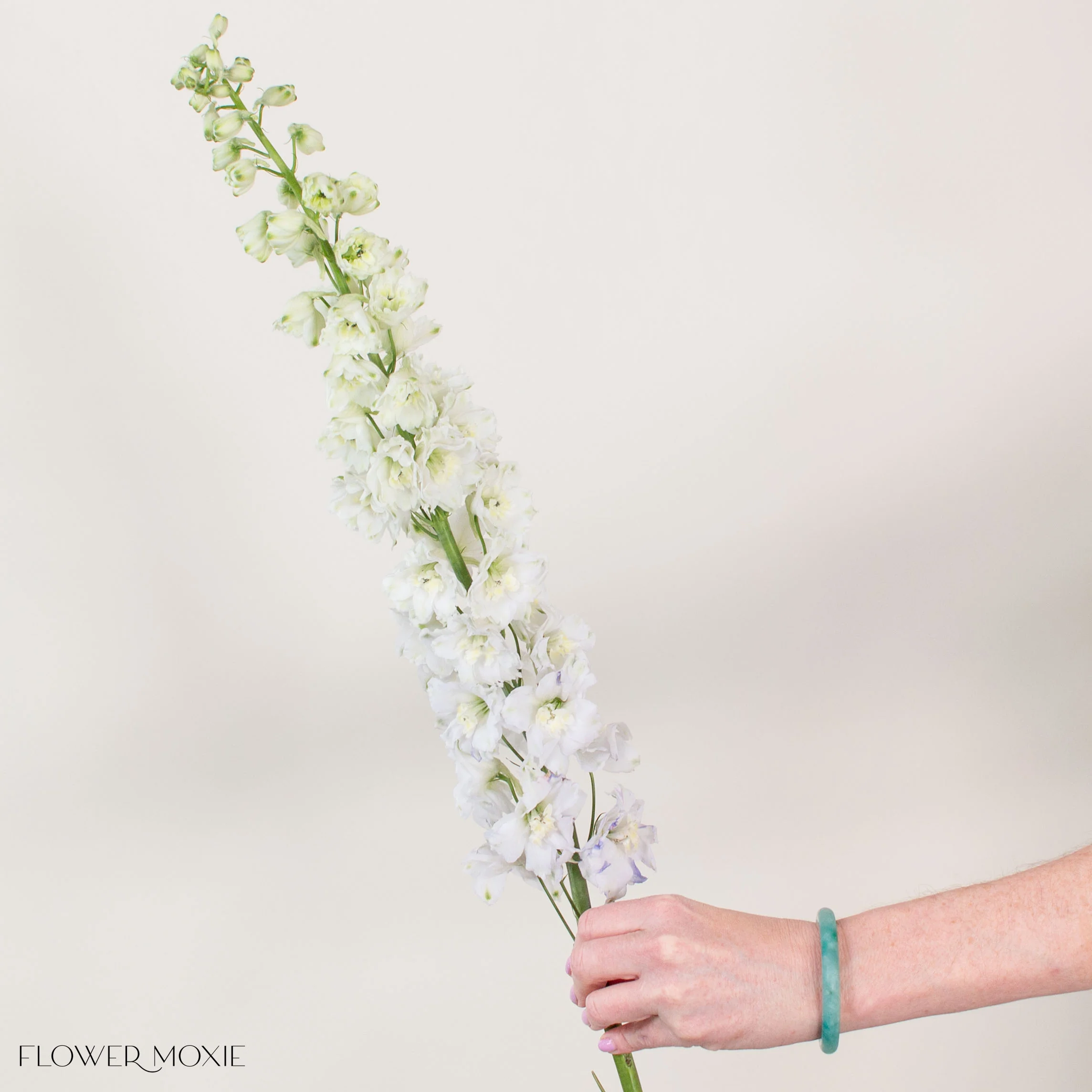 Giant White Hybrid Delphinium - Image 4