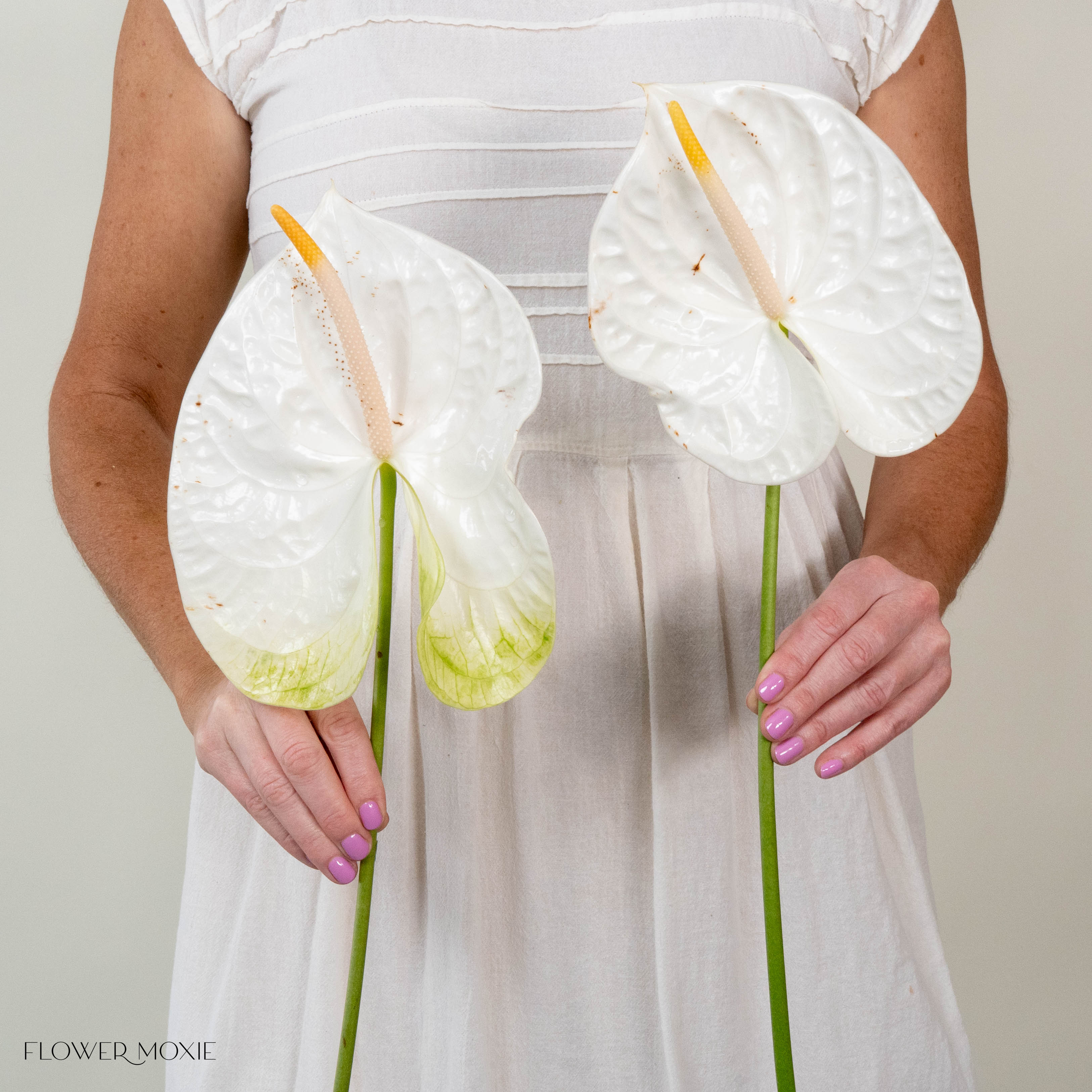 Giant White Italian Anthurium