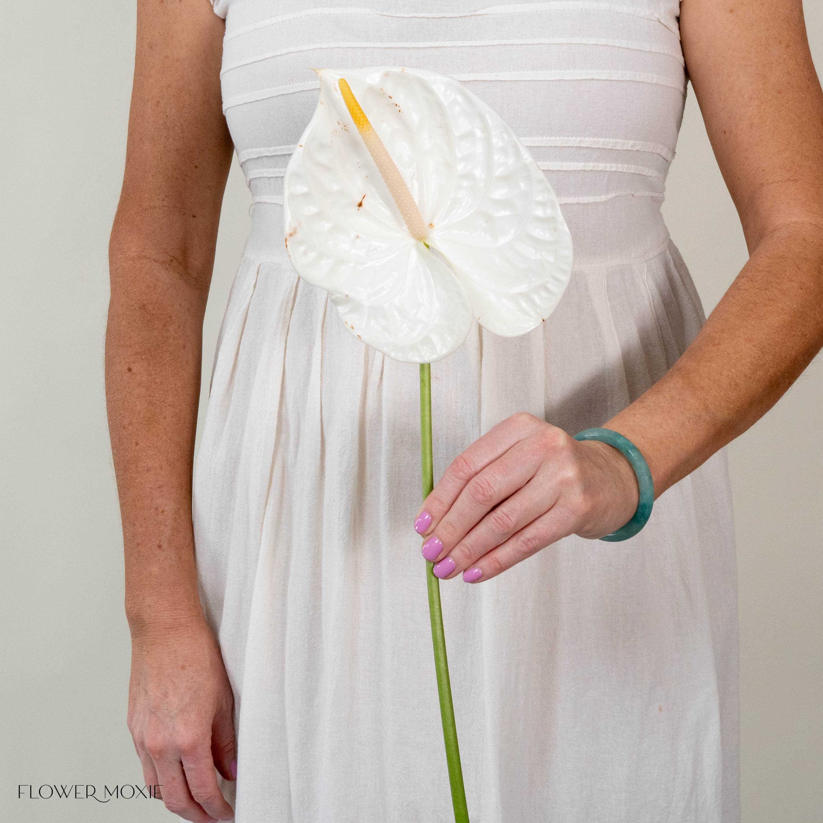 Giant White Italian Anthurium - Image 2