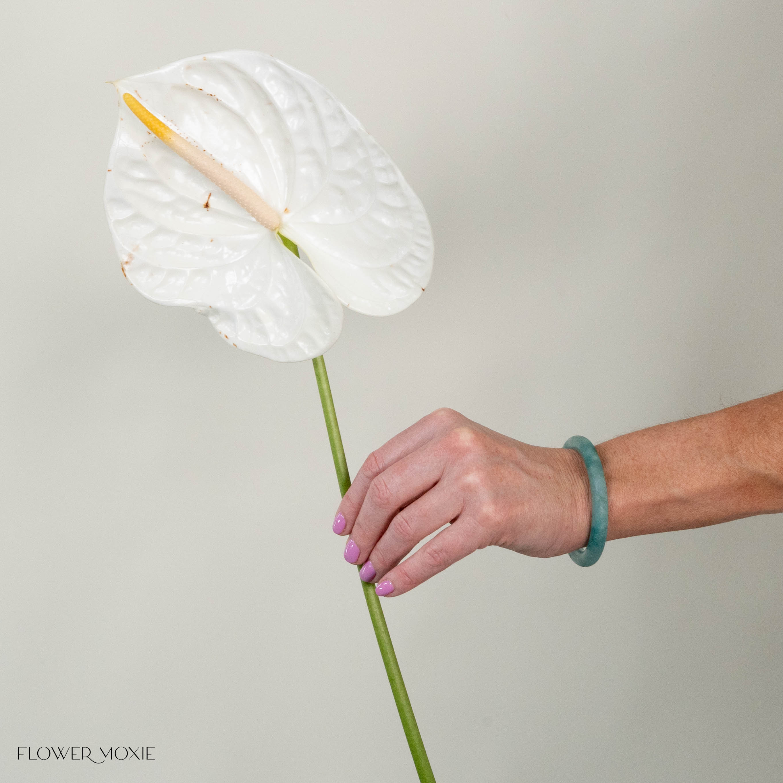 Giant White Italian Anthurium - Image 3