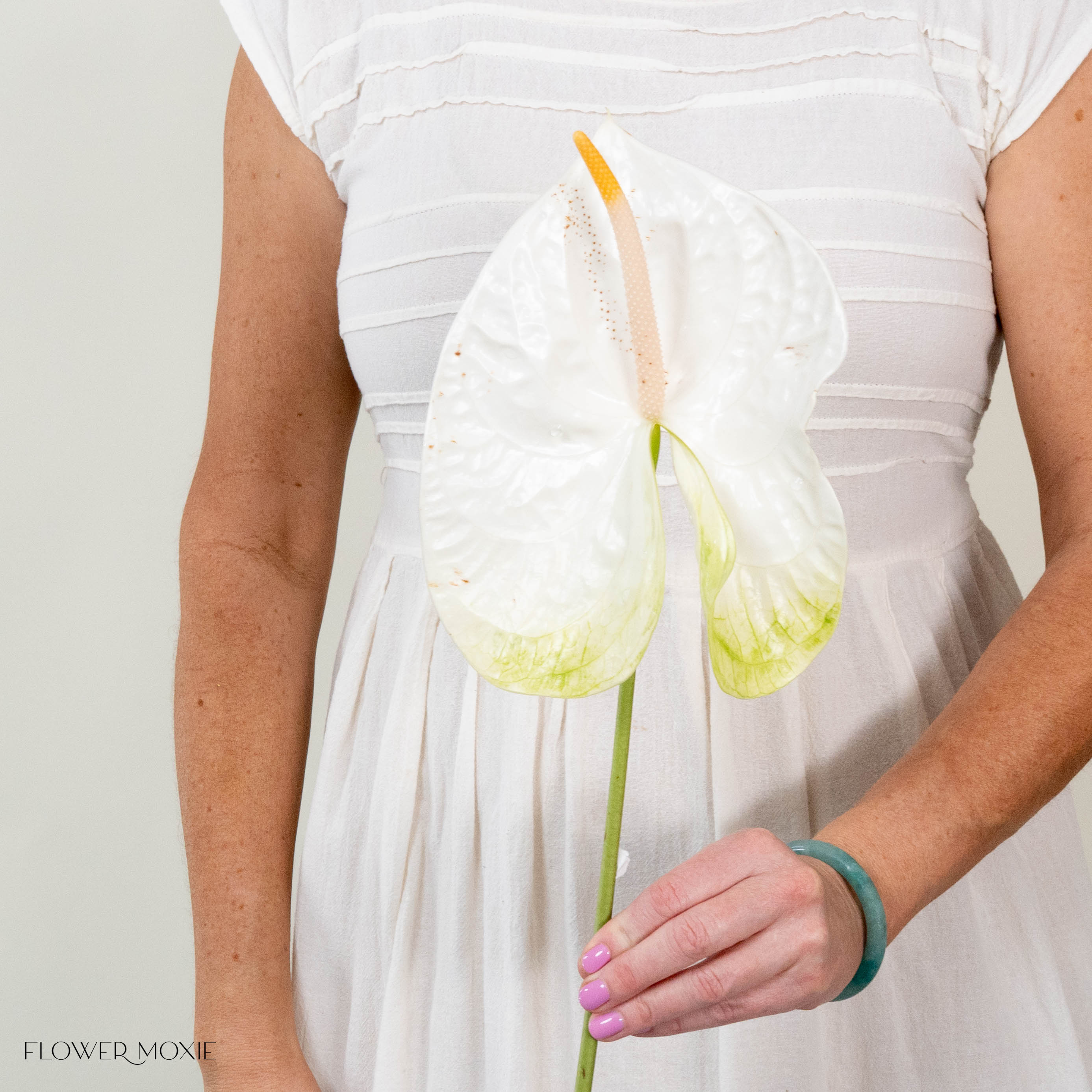 Giant White Italian Anthurium - Image 4