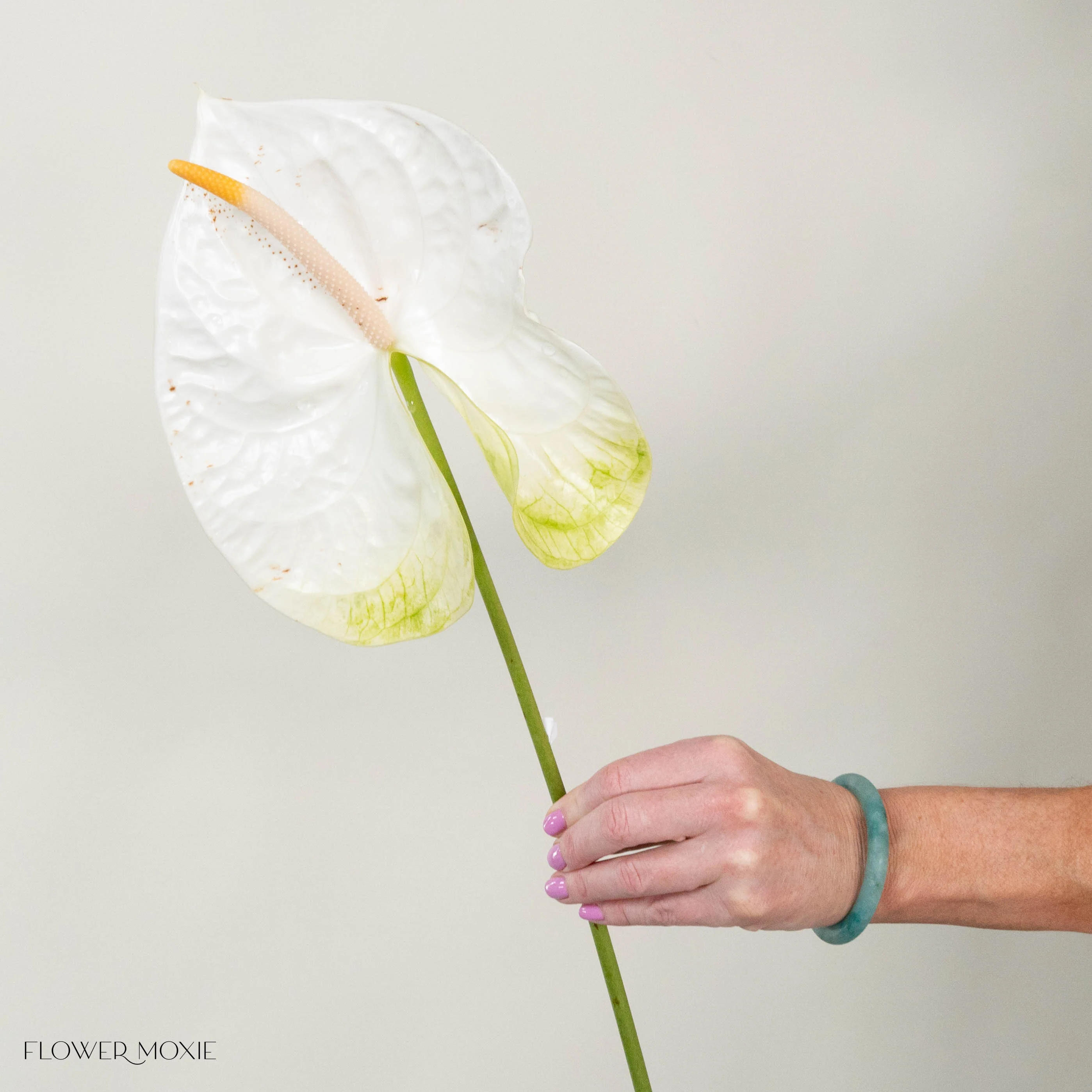 Giant White Italian Anthurium - Image 5