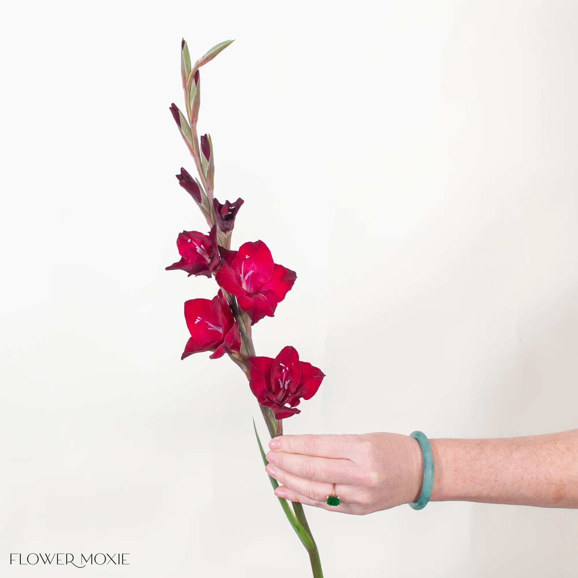 Red Mini Gladiolus Flower - Image 4