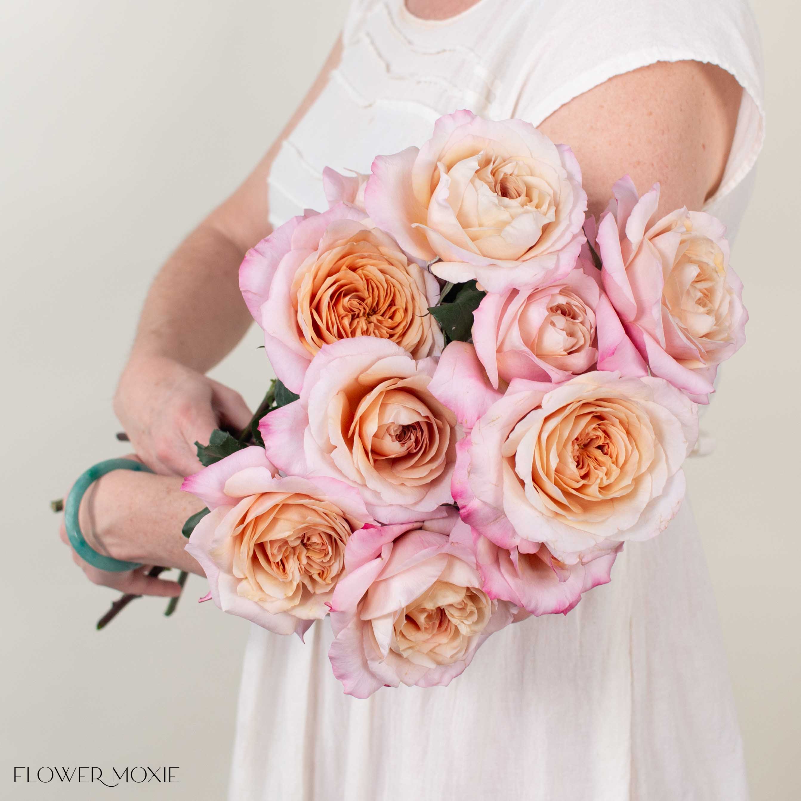 Golden Blush Miyabi Brown Garden Rose - Image 3