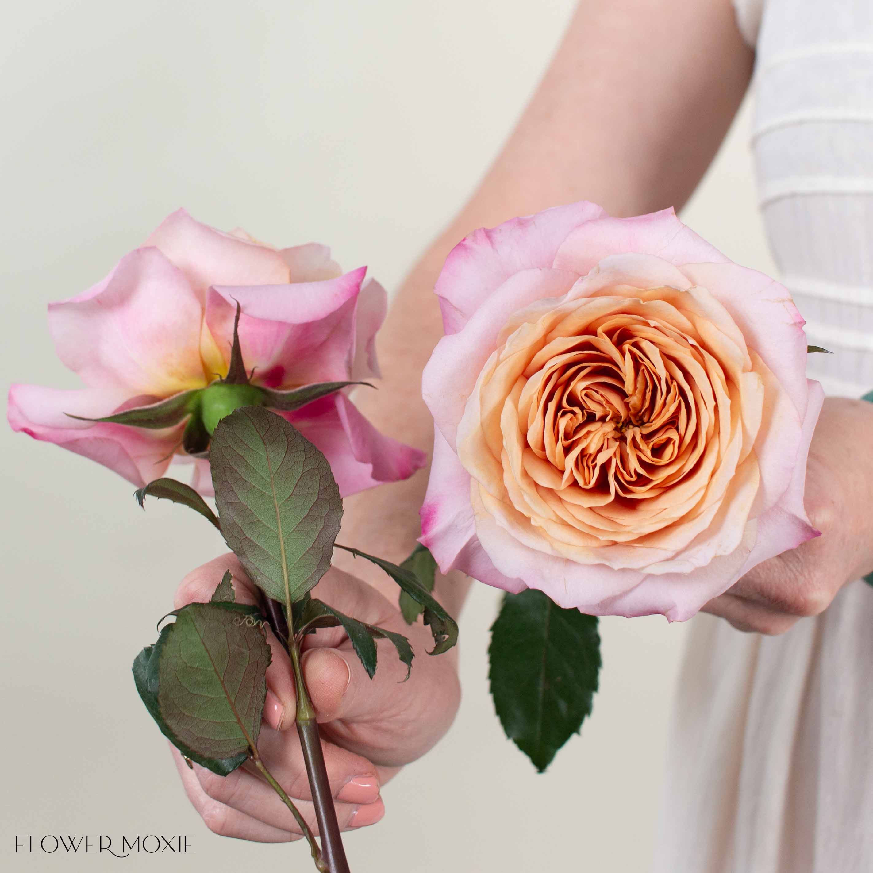 Golden Blush Miyabi Brown Garden Rose - Image 4