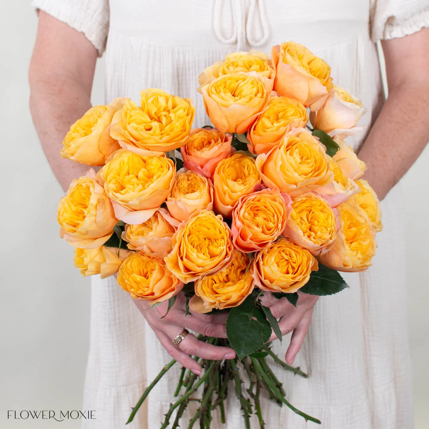 Golden King's Cross Garden Rose - Image 2
