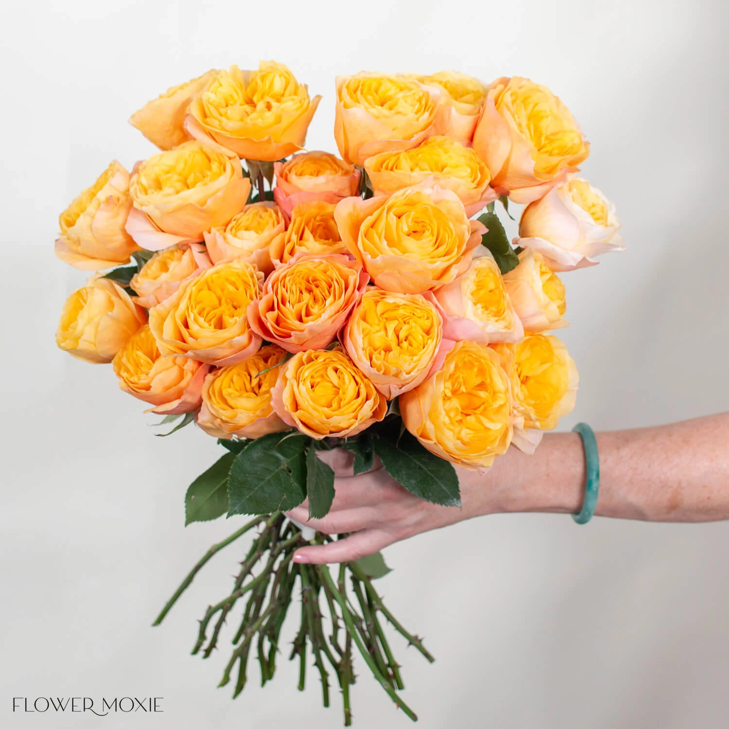 Golden King's Cross Garden Rose - Image 3