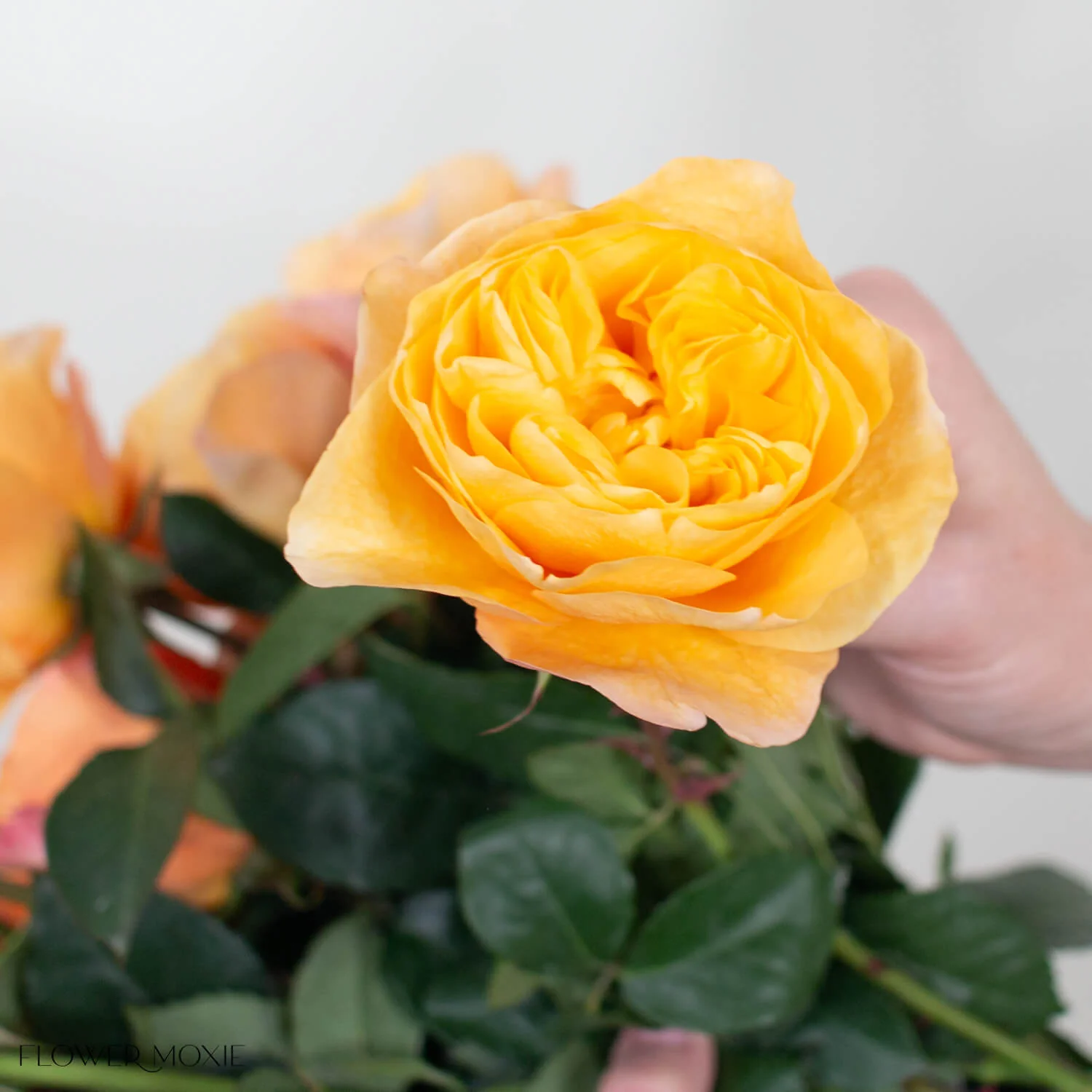 Golden King's Cross Garden Rose - Image 4