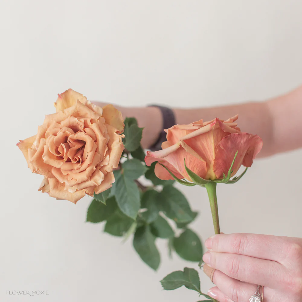 Golden Mustard Garden Rose - Image 10