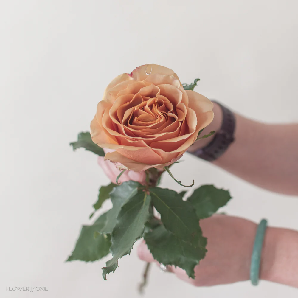 Golden Mustard Garden Rose - Image 12