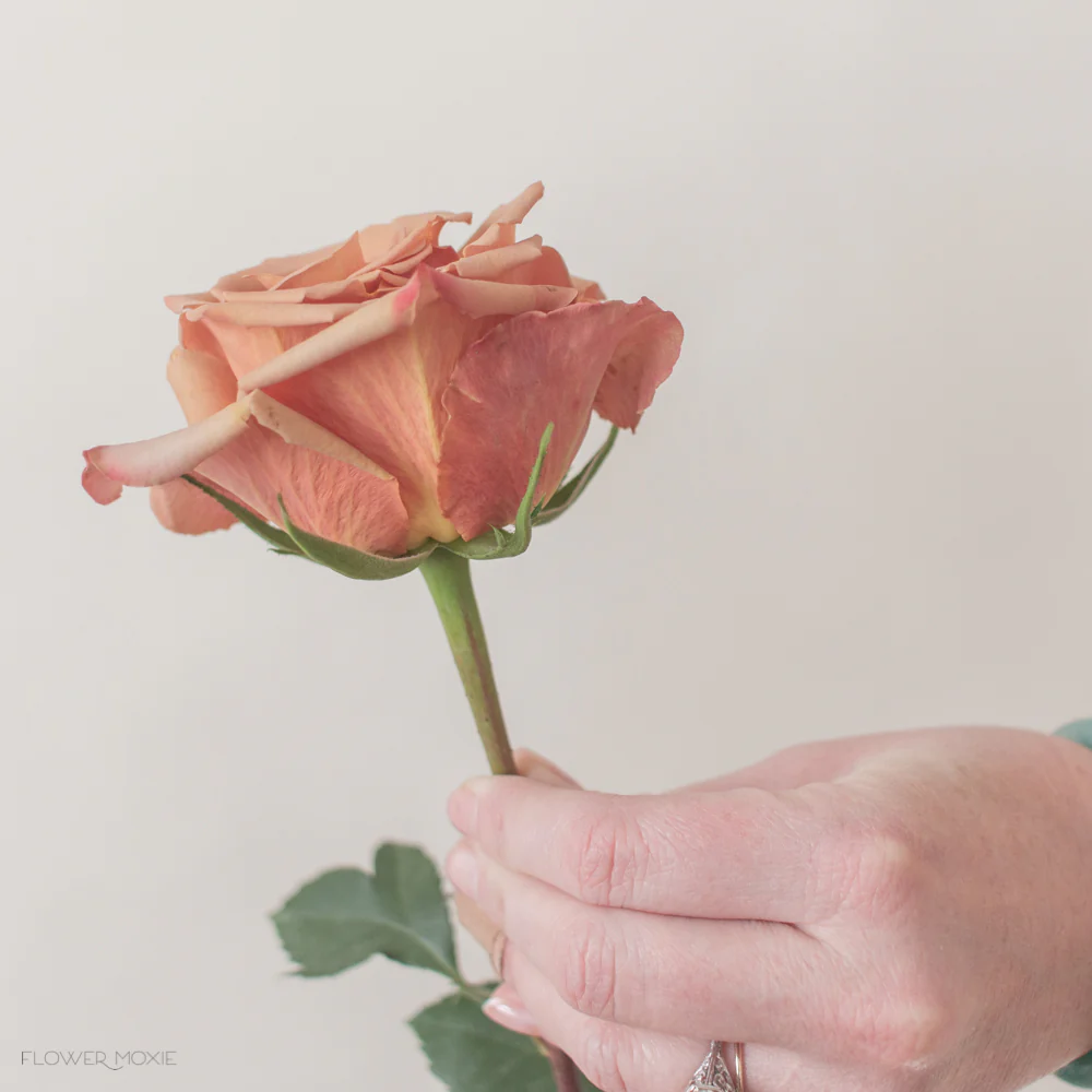 Golden Mustard Garden Rose - Image 13