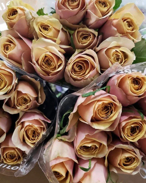 Golden Mustard Garden Rose - Image 15