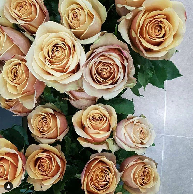 Golden Mustard Garden Rose - Image 16