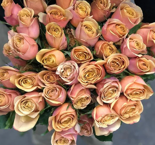 Golden Mustard Garden Rose - Image 7