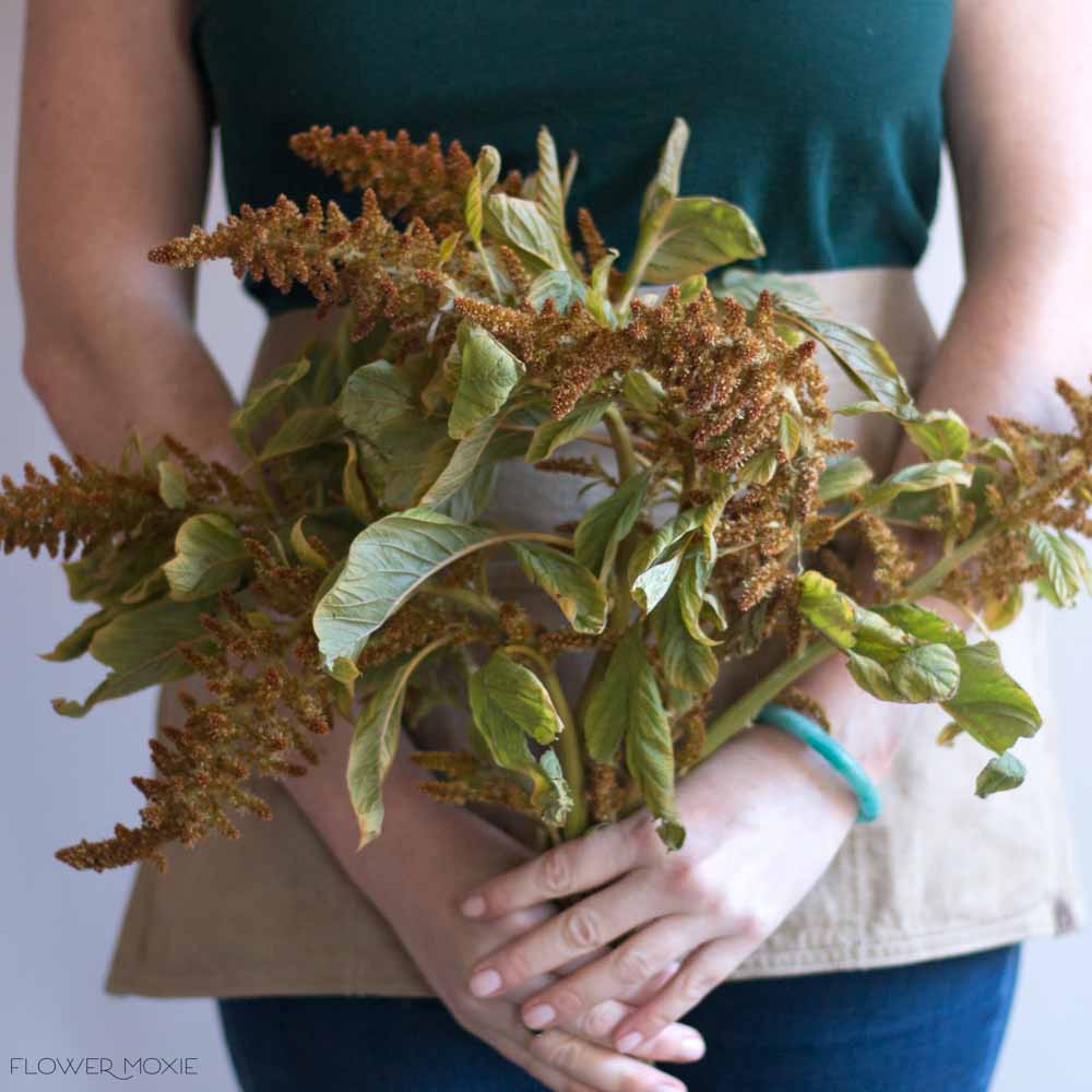 Golden Upright Amaranthus Flower - Image 3