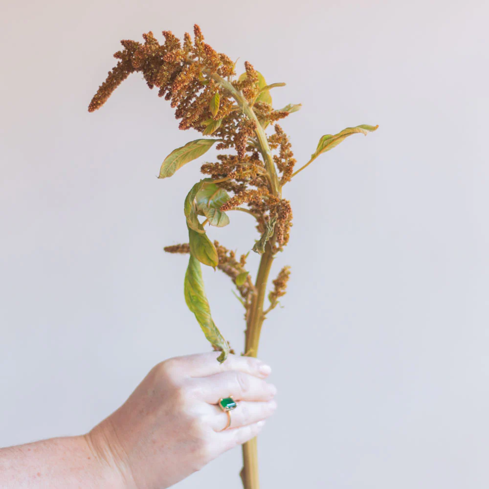 Golden Upright Amaranthus Flower - Image 4