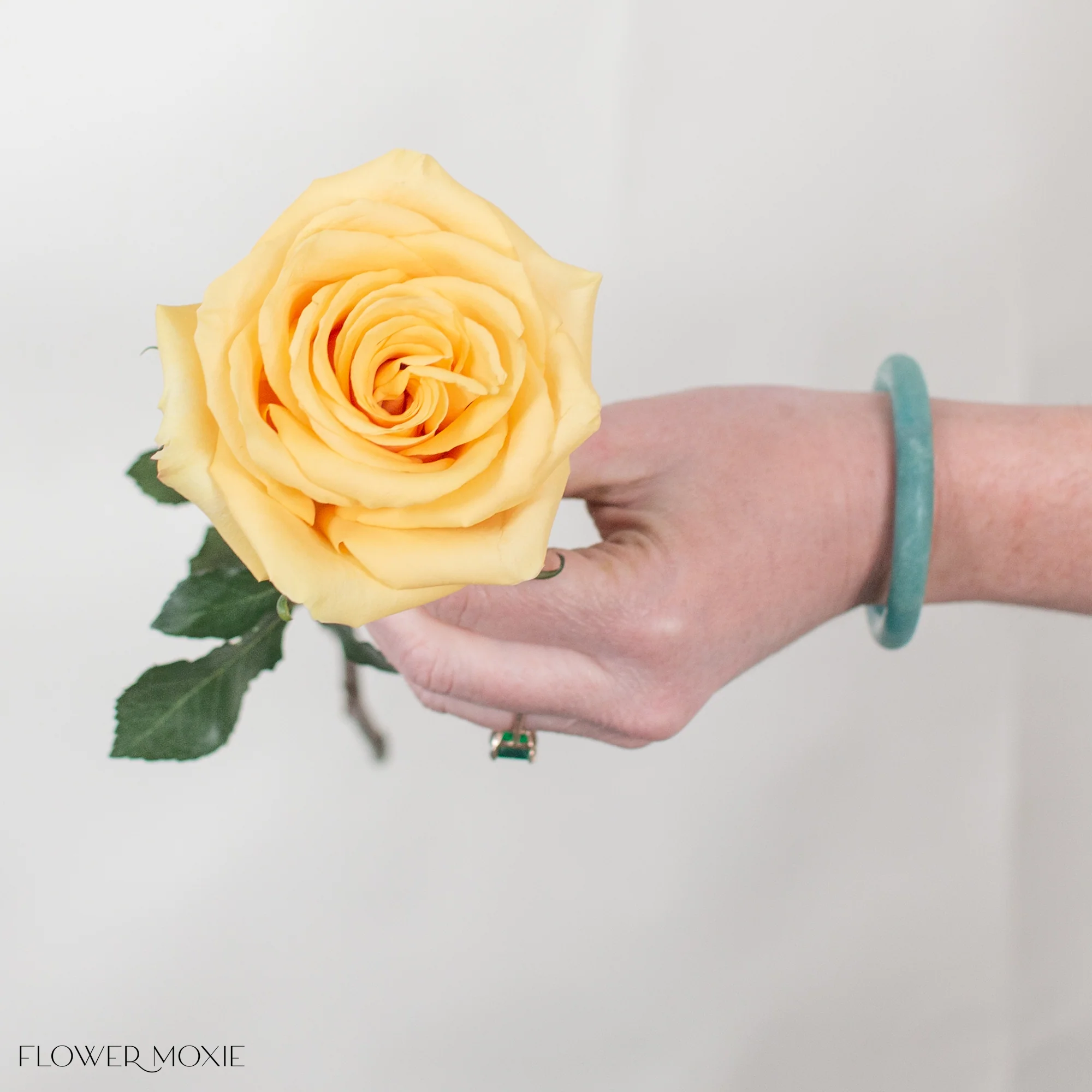 Golden Yellow Bumblebee Rose - Image 4