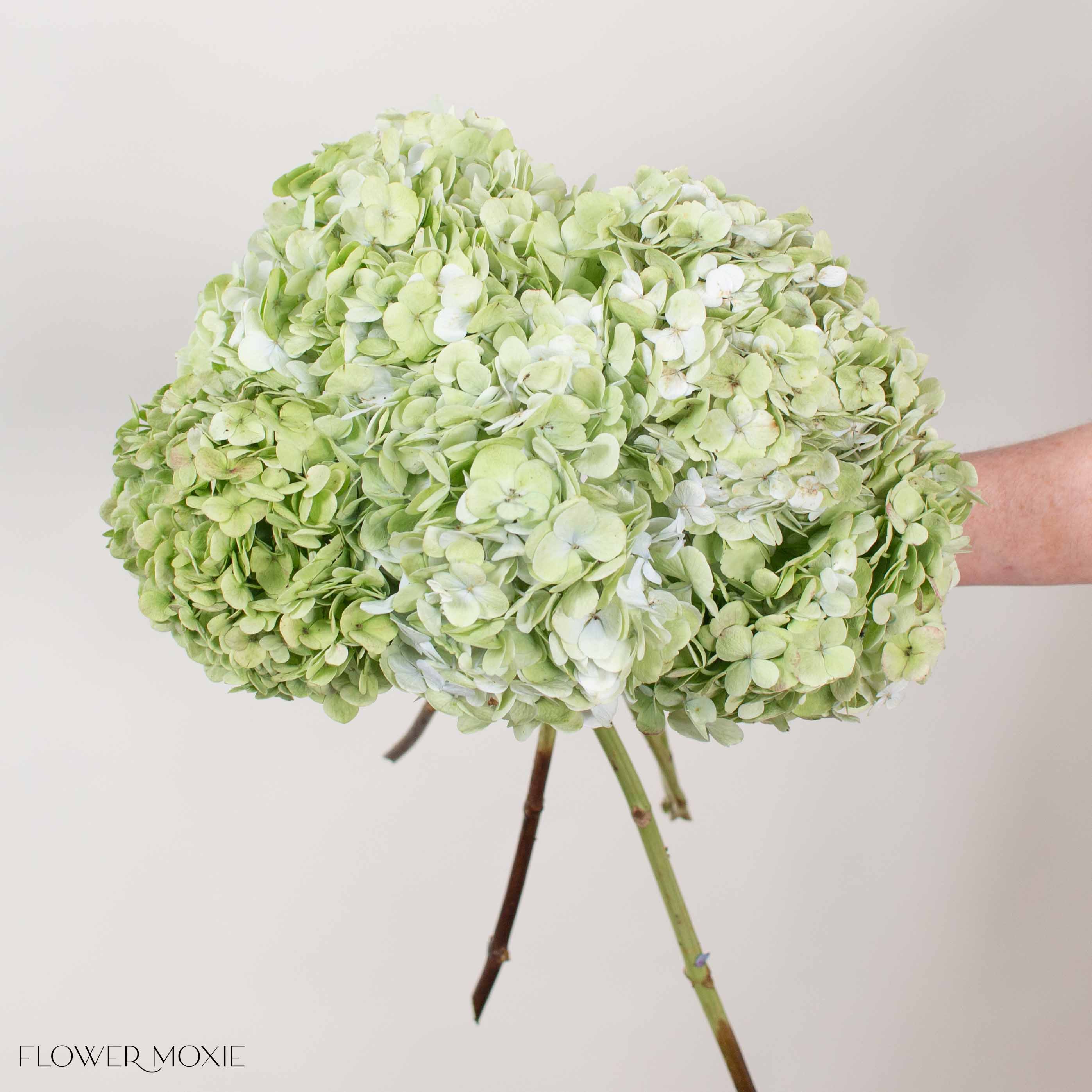Green Antique Hydrangea Flower - Image 2