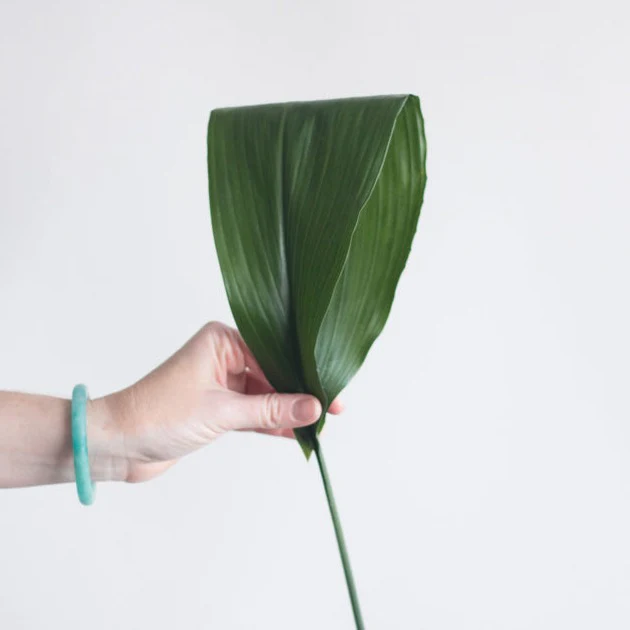 Green Aspidistra Leaf Greenery - Image 4