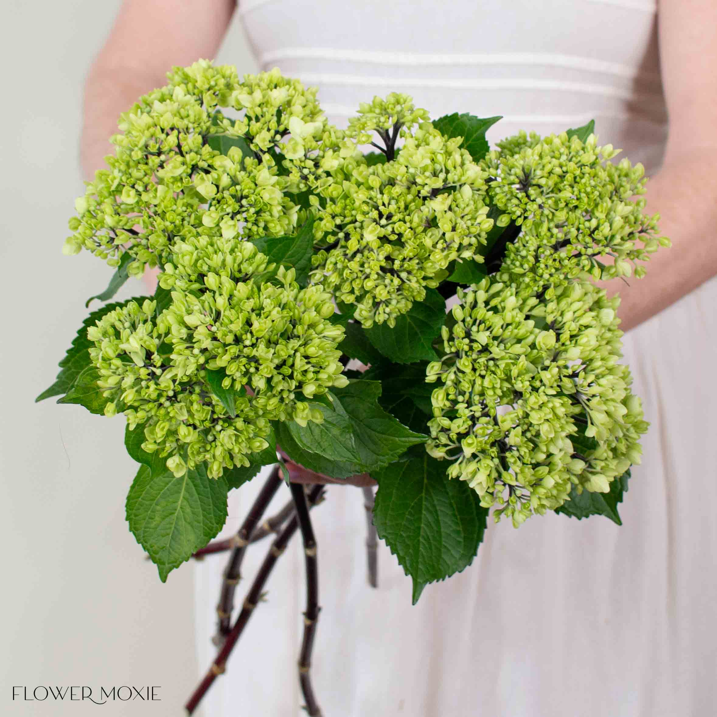 Green Baby Hydrangea Flower - Image 3