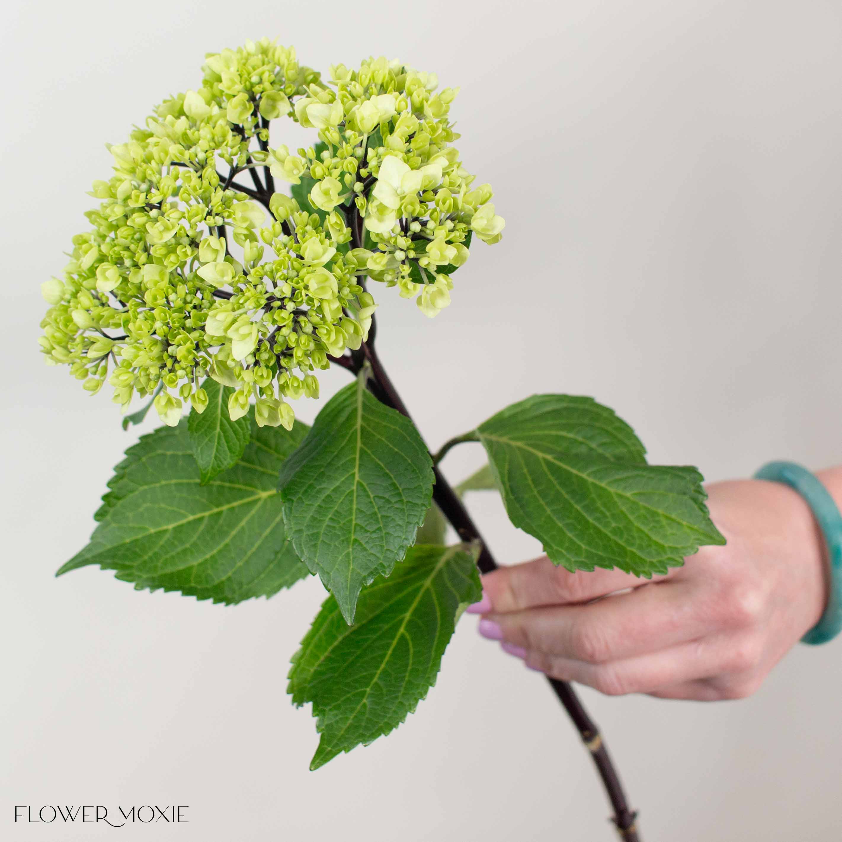 Green Baby Hydrangea Flower - Image 4