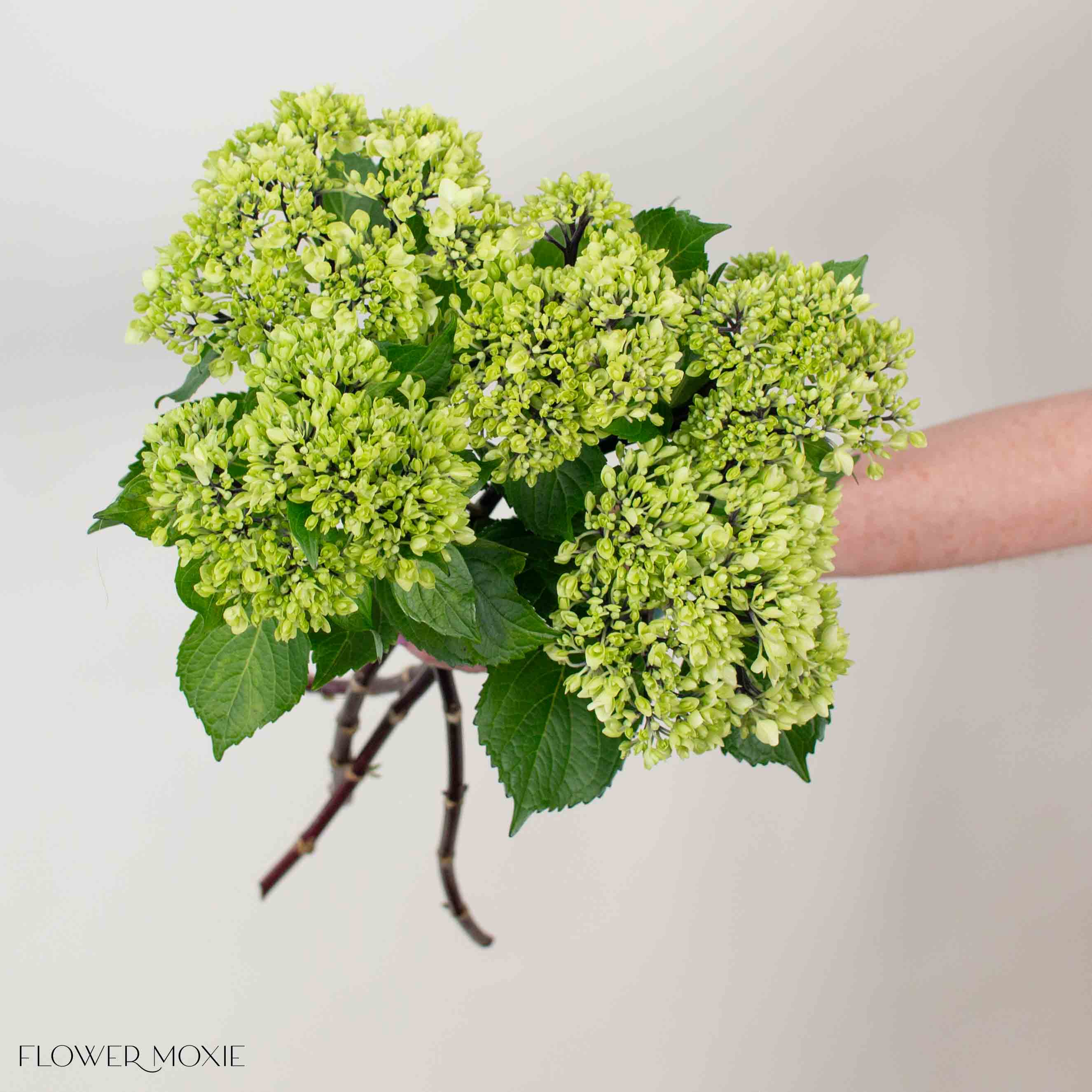 Green Baby Hydrangea Flower - Image 5