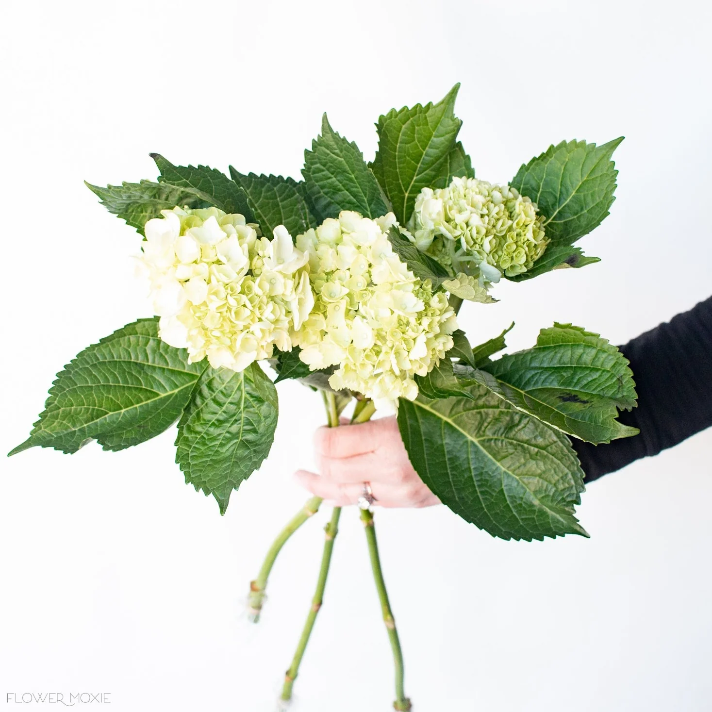 Green Baby Hydrangea Flower - Image 6