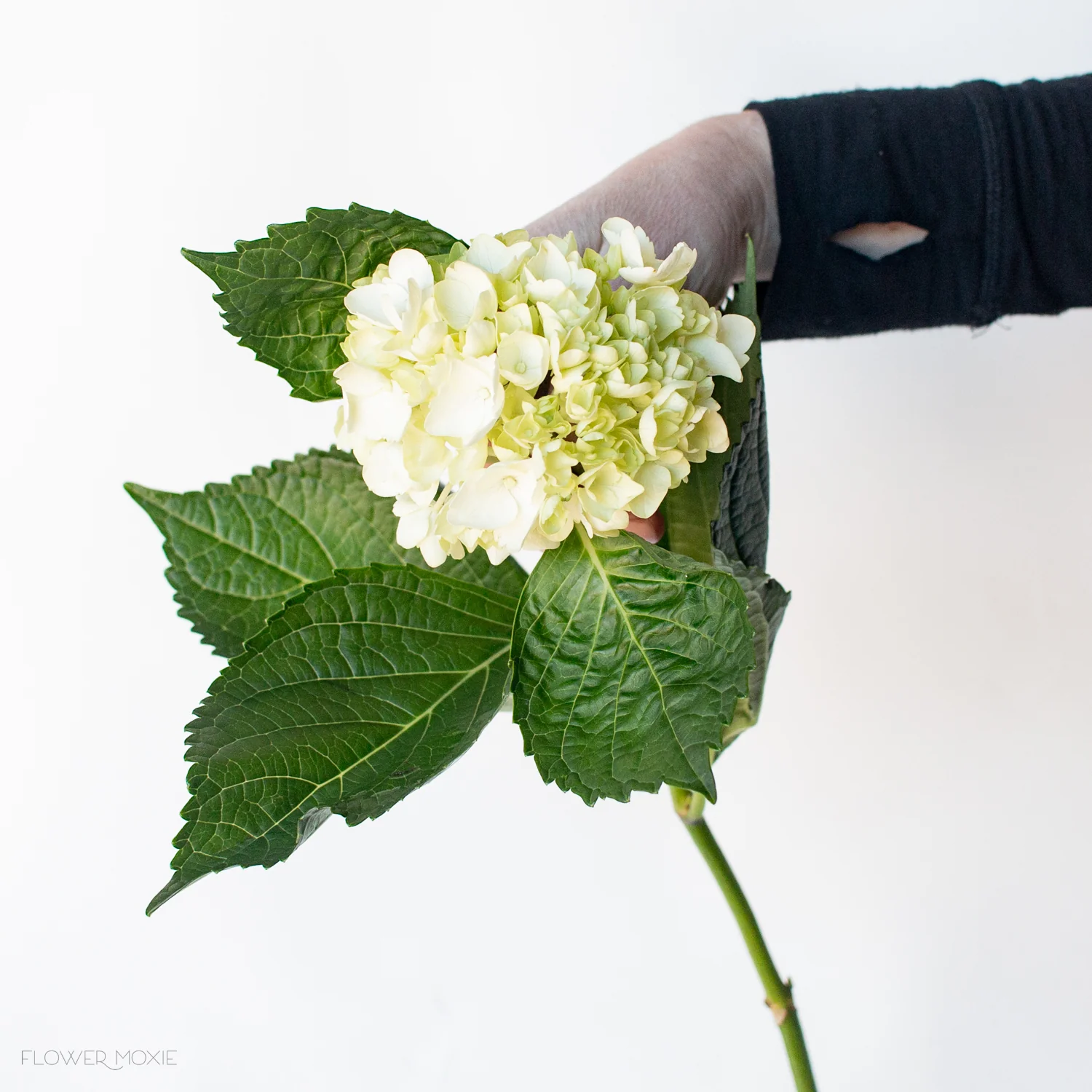 Green Baby Hydrangea Flower - Image 7