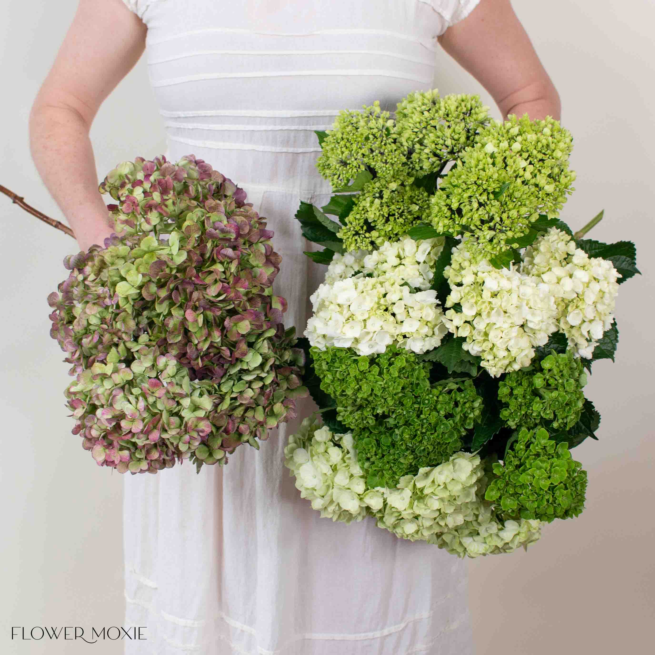 Green Blend and Burgundy Hydrangea Mixed Box - Image 3