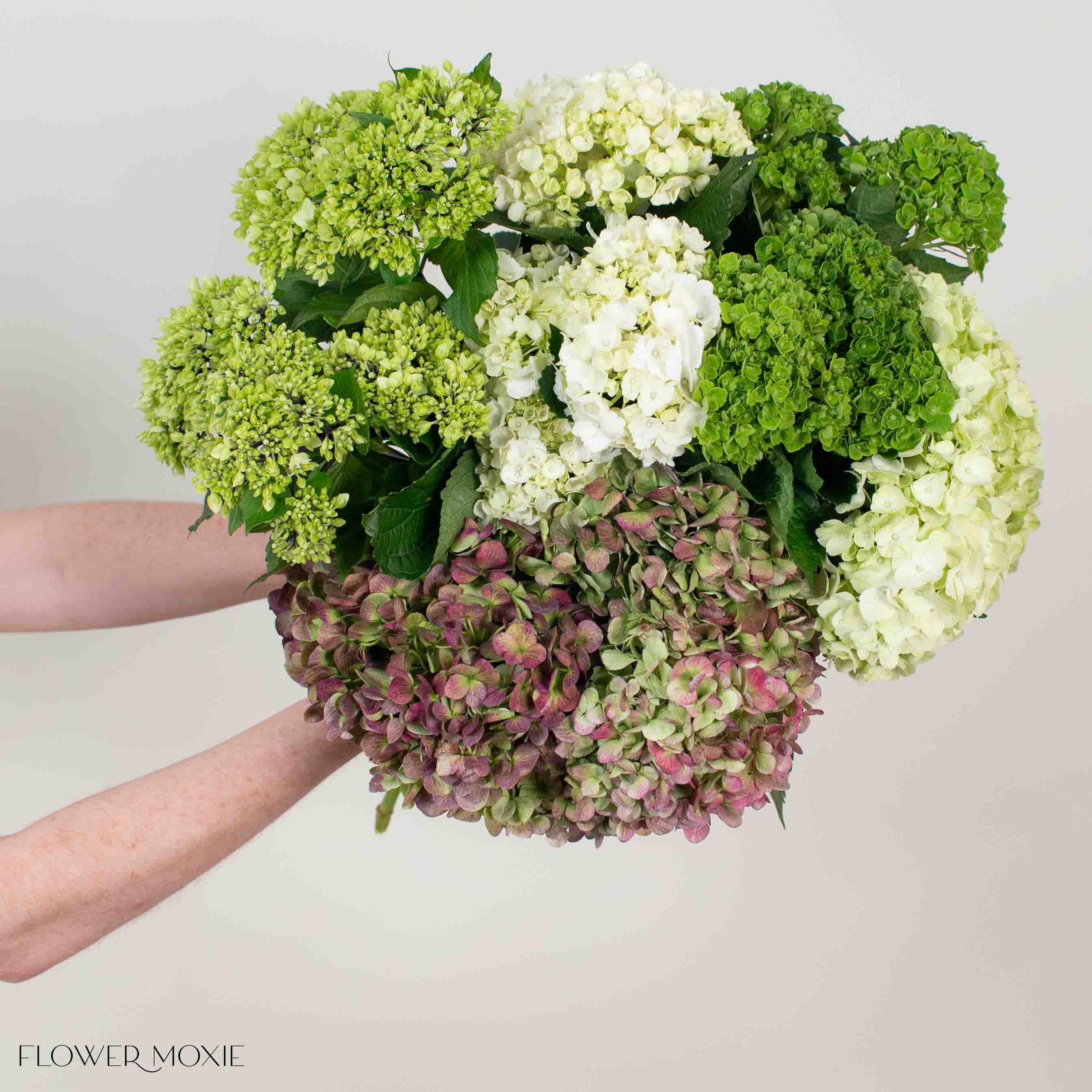 Green Blend and Burgundy Hydrangea Mixed Box - Image 4