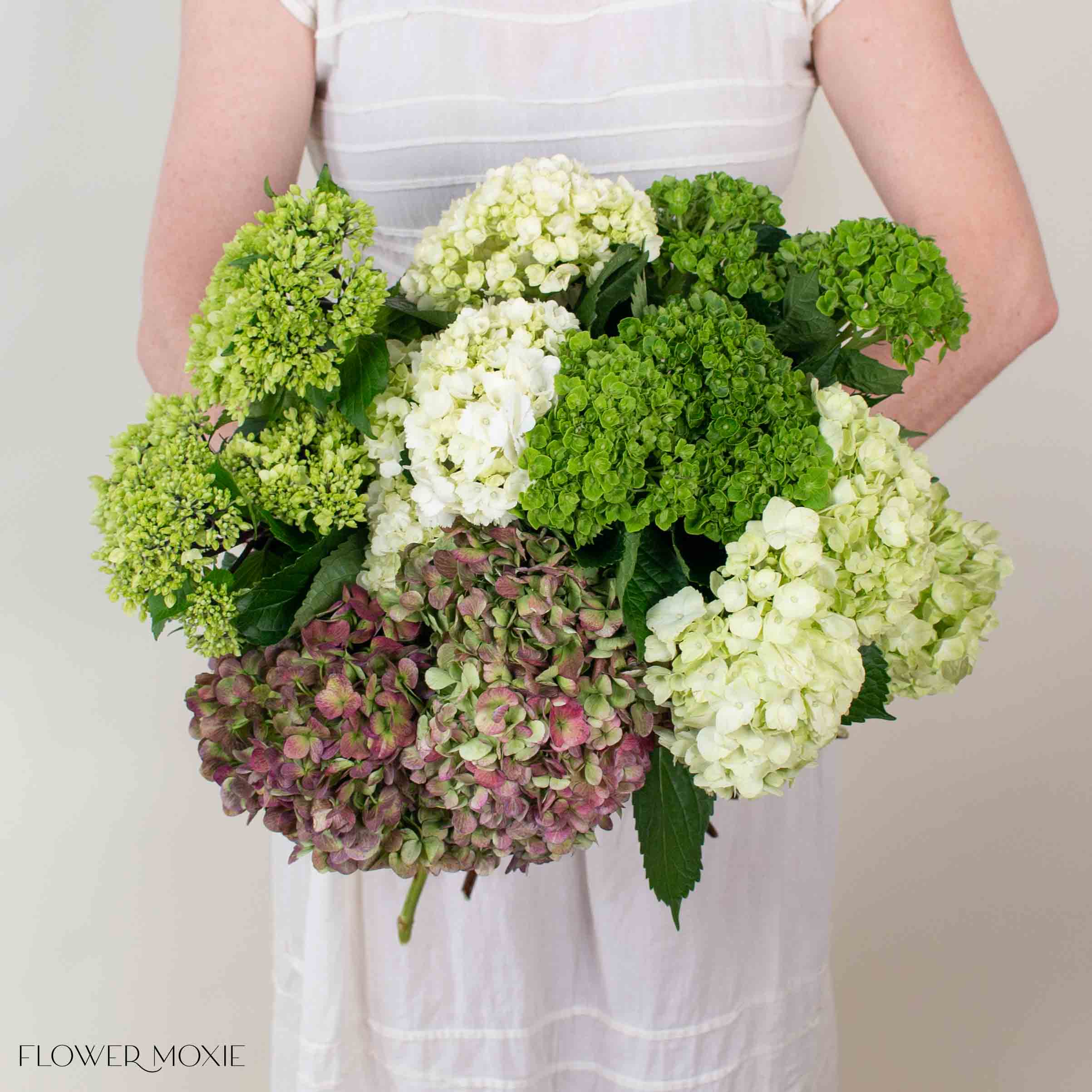 Green Blend and Burgundy Hydrangea Mixed Box - Image 5