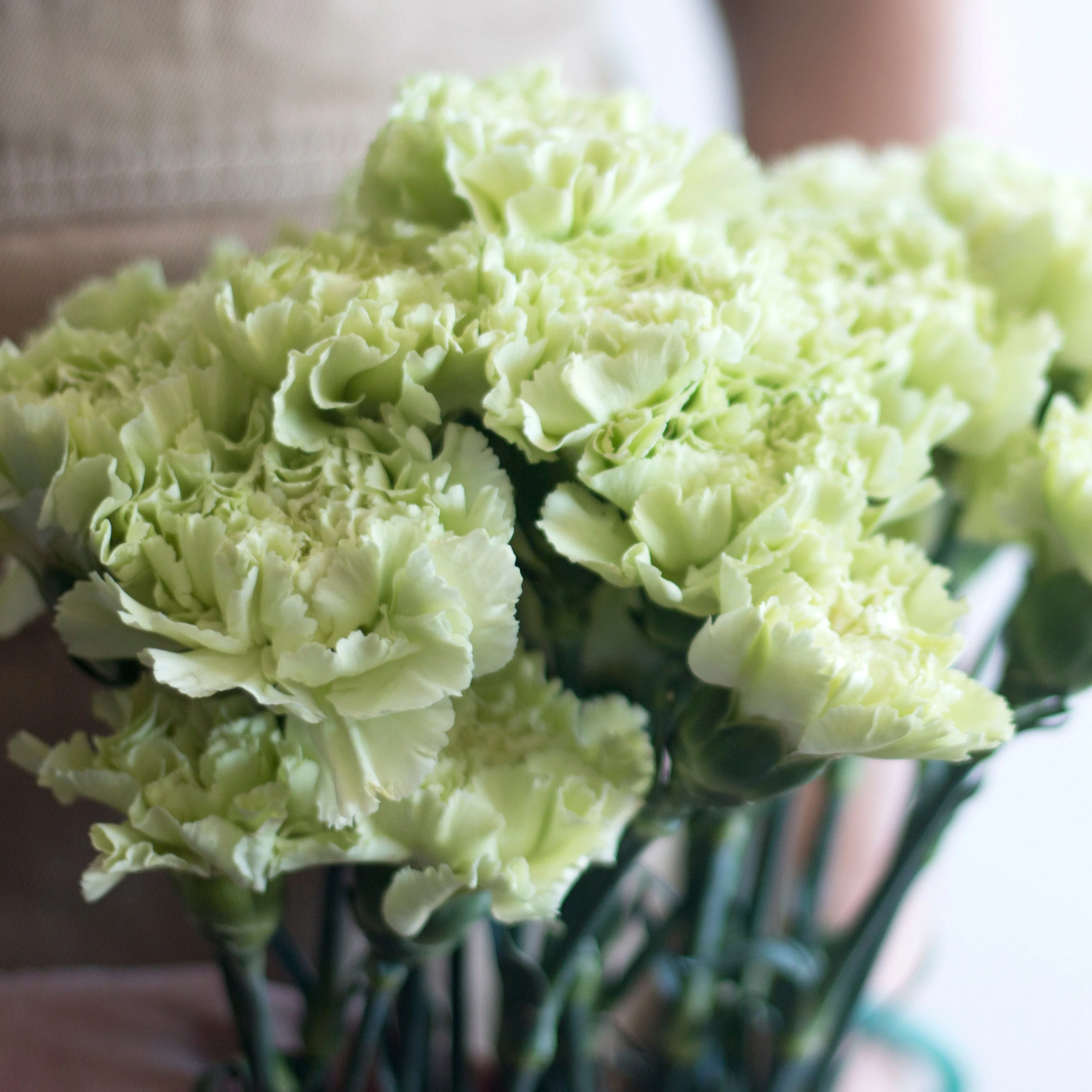Green Carnation Flower - Image 8