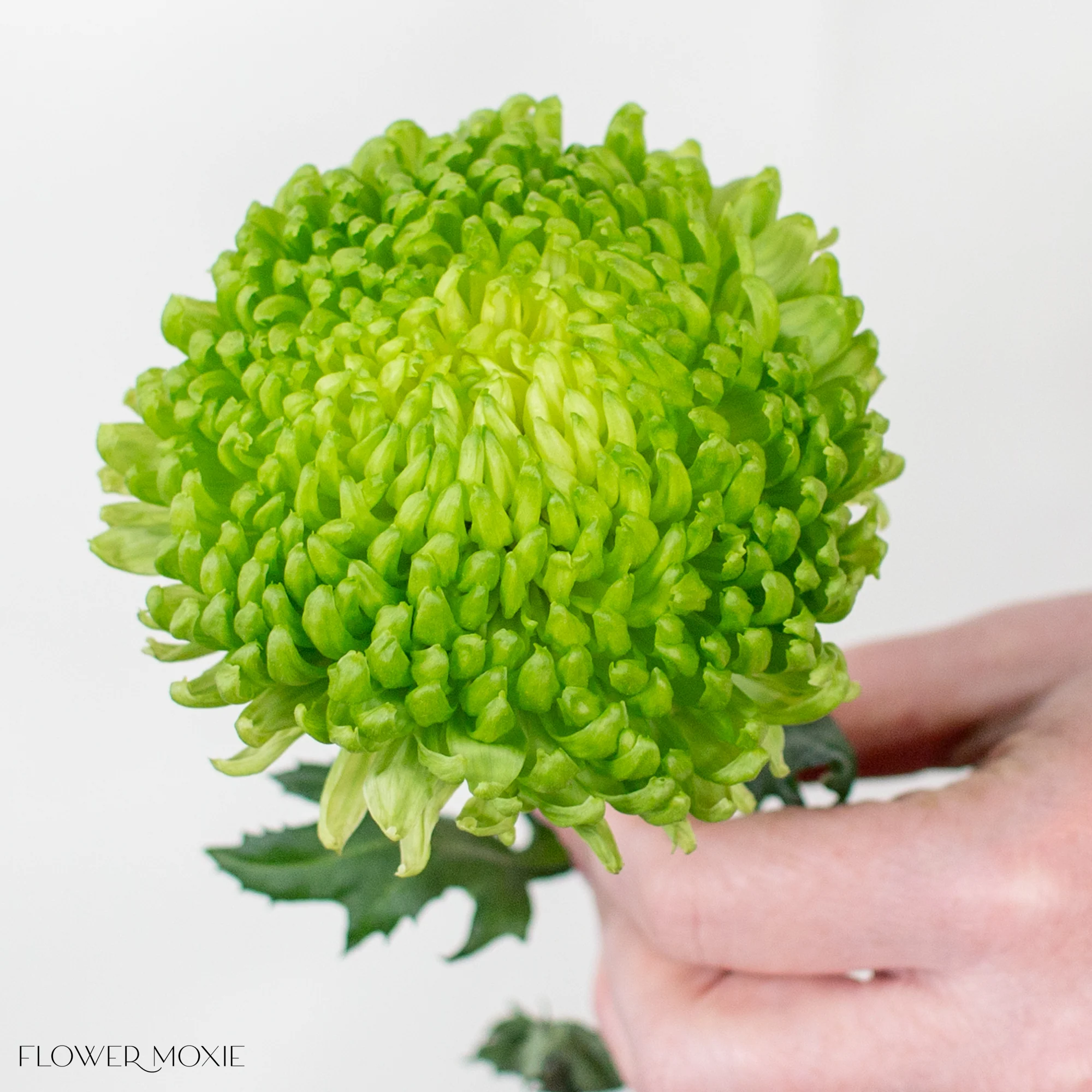Green Cremone Flower - Image 5