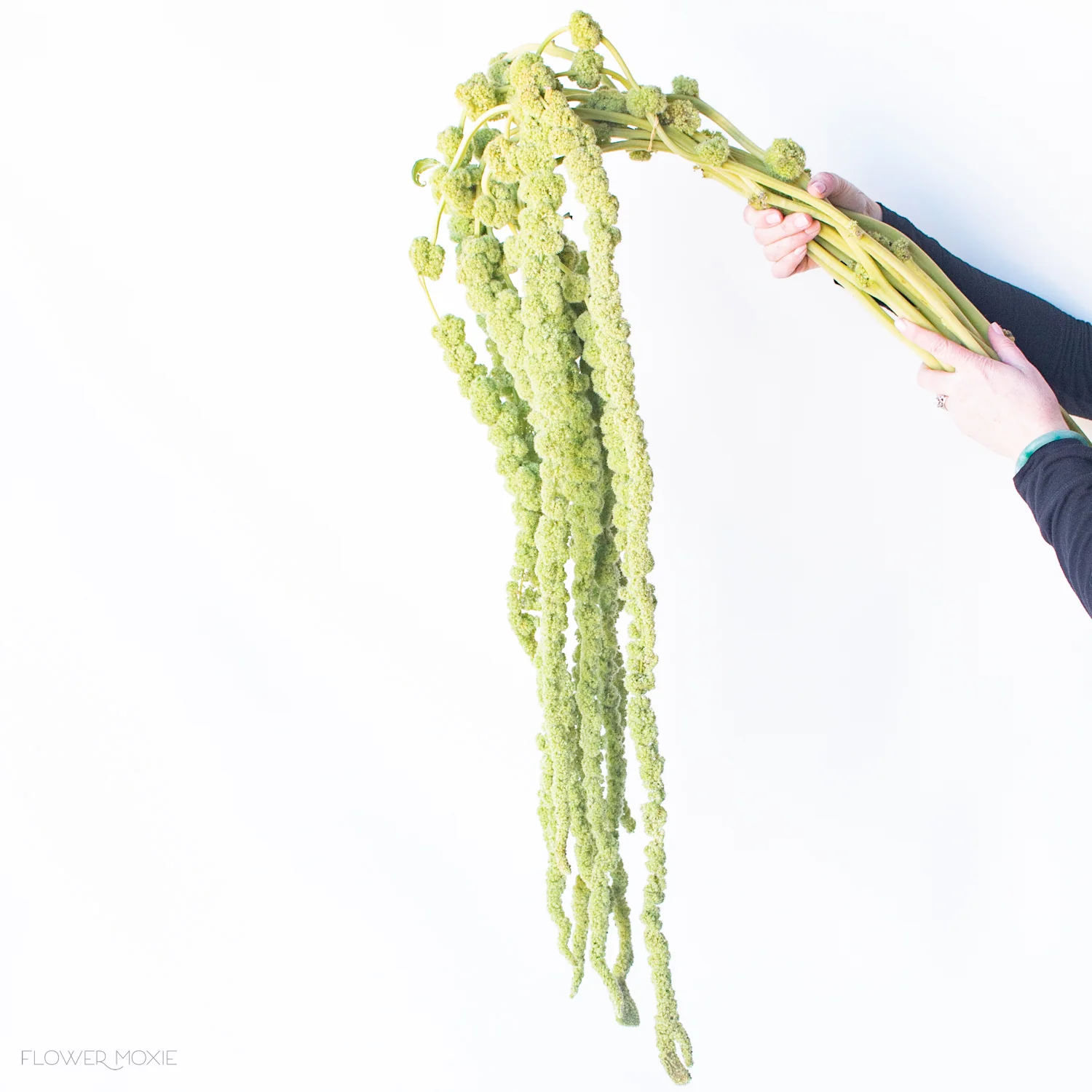 Green Hanging Amaranthus Flower - Image 11