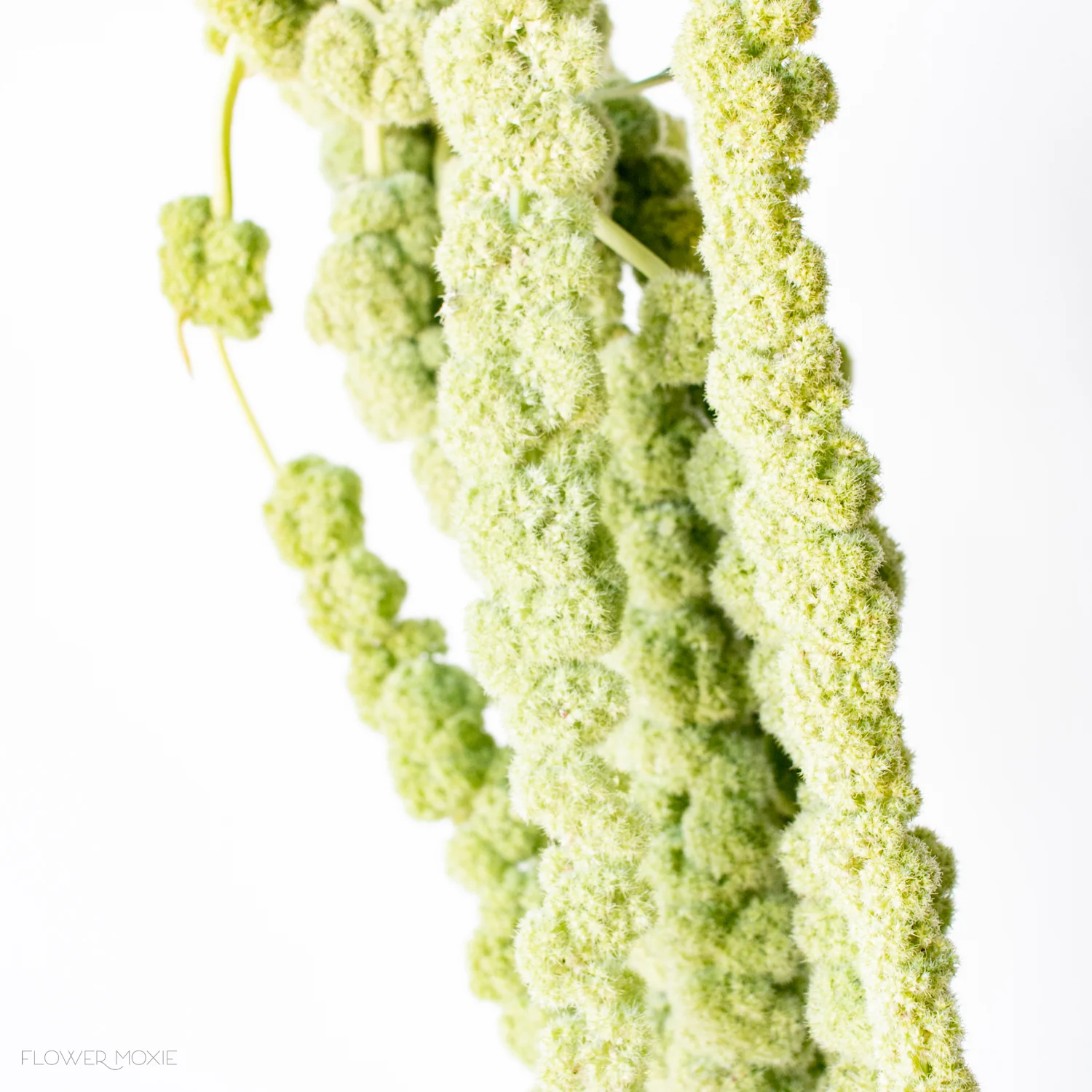 Green Hanging Amaranthus Flower - Image 13