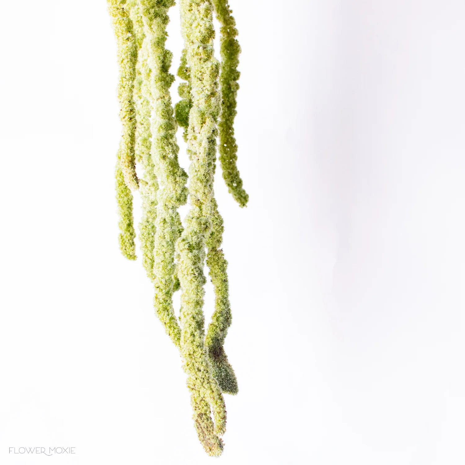 Green Hanging Amaranthus Flower - Image 14