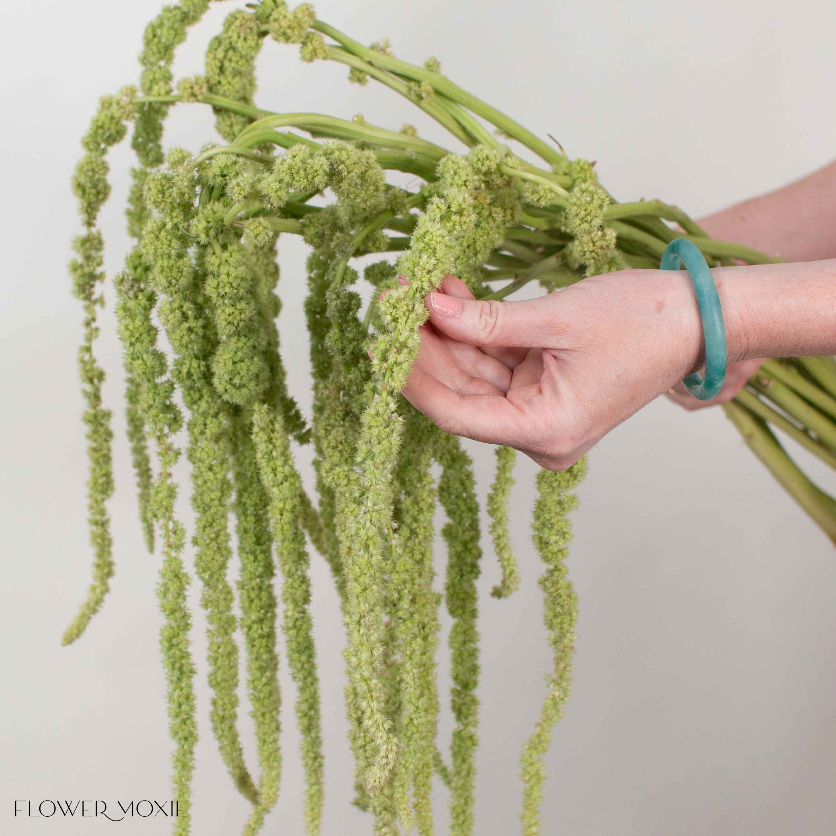 Green Hanging Amaranthus Flower - Image 3