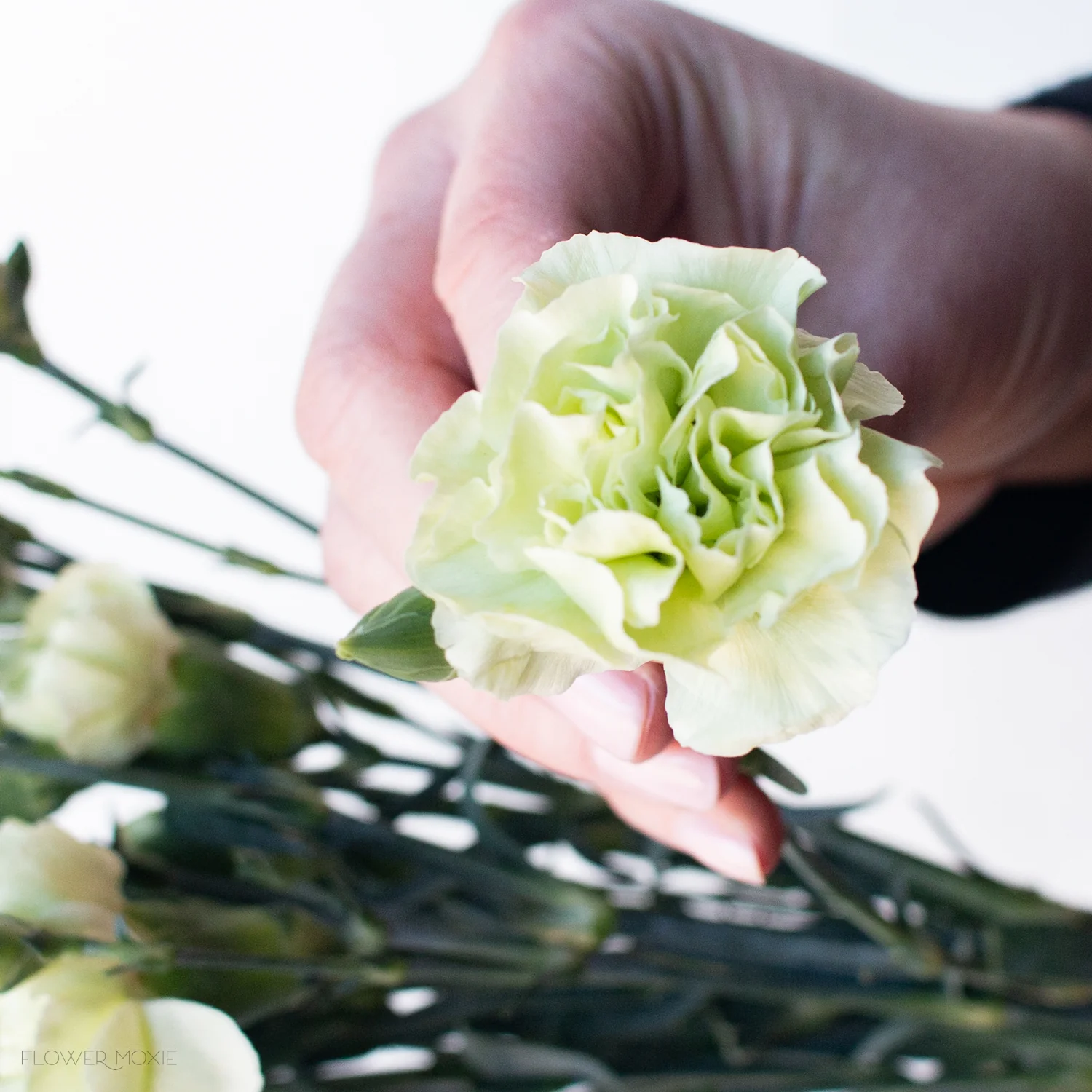 Green Mini Carnation Flower - Image 3