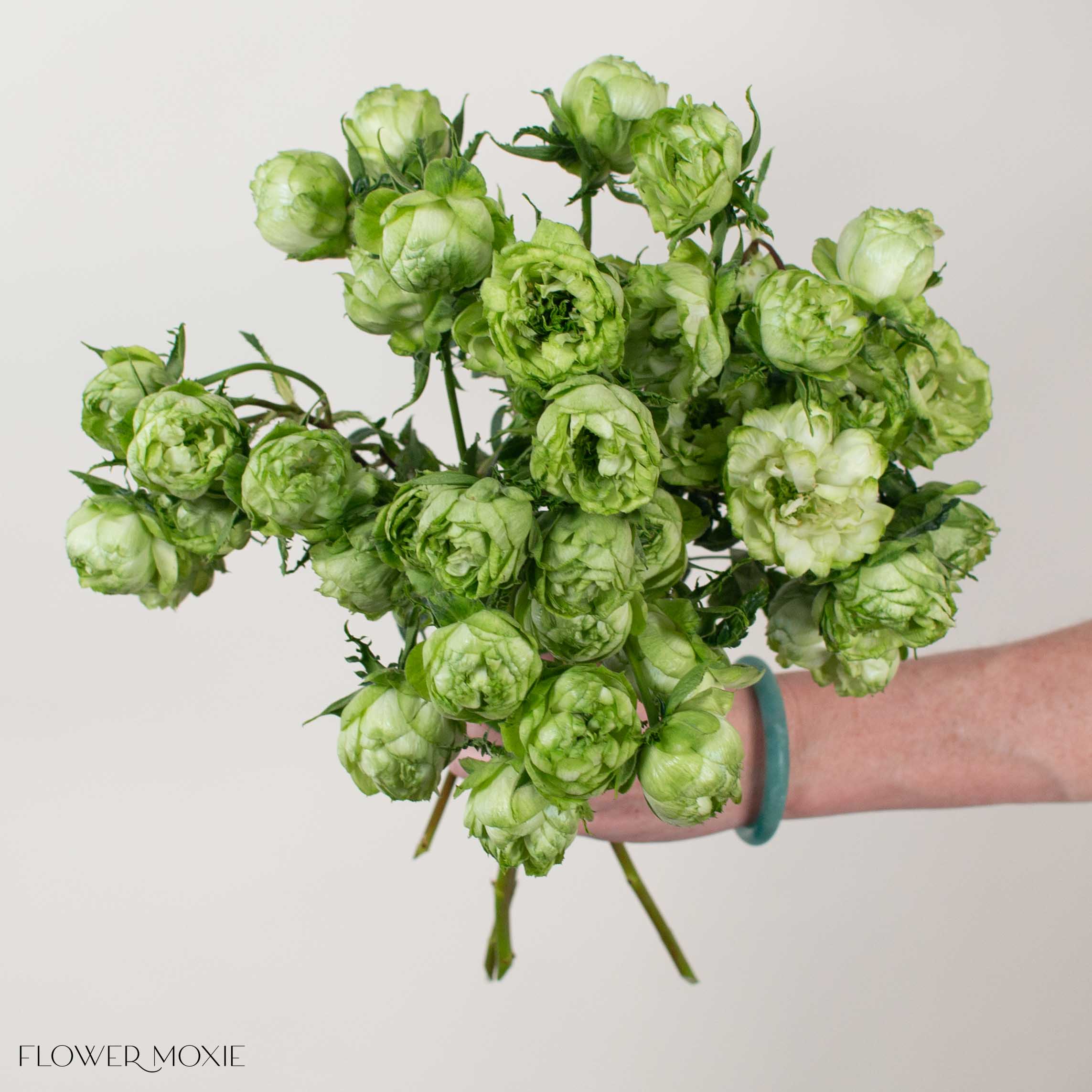 Green Princess Midori Spray Garden Roses - Image 2