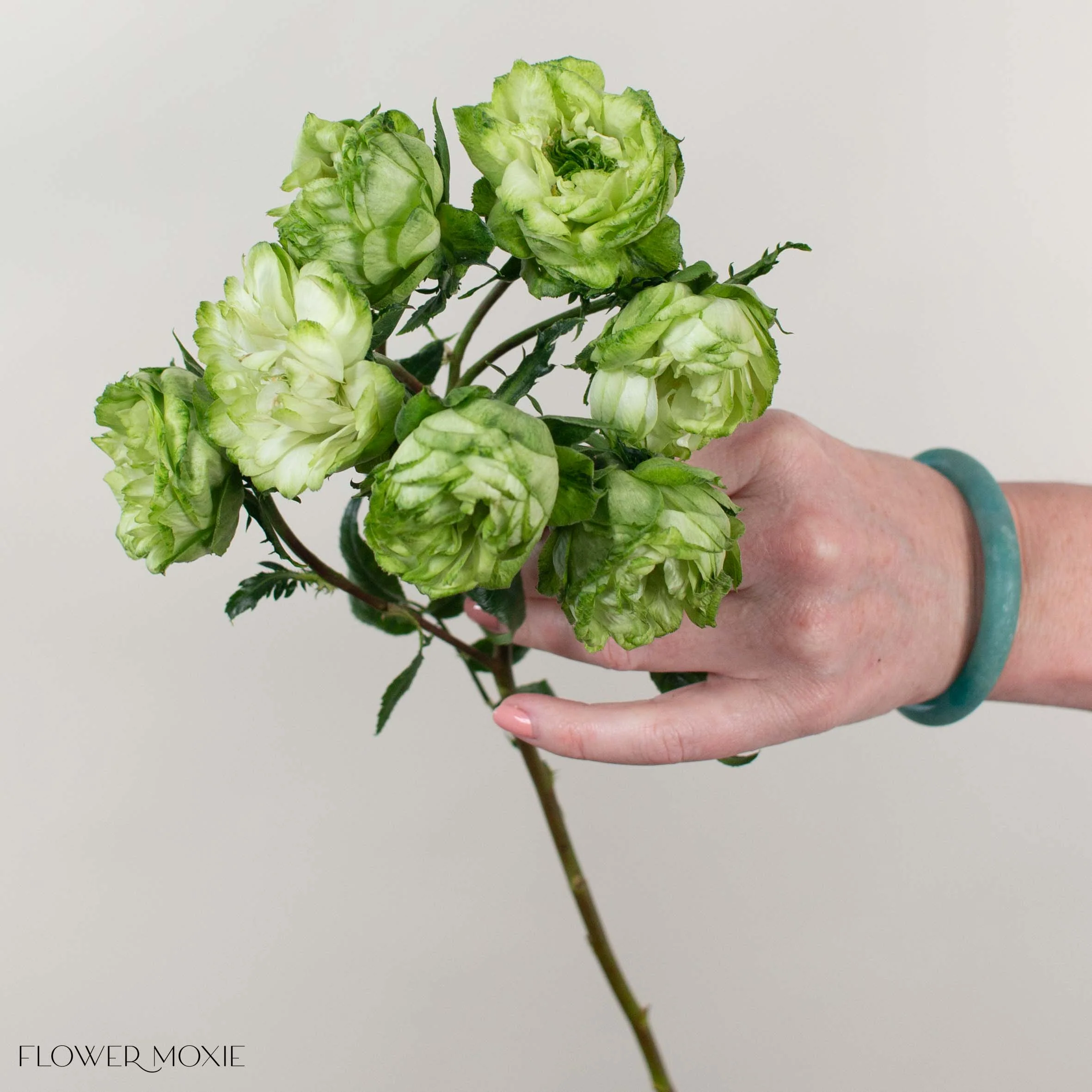 Green Princess Midori Spray Garden Roses - Image 3