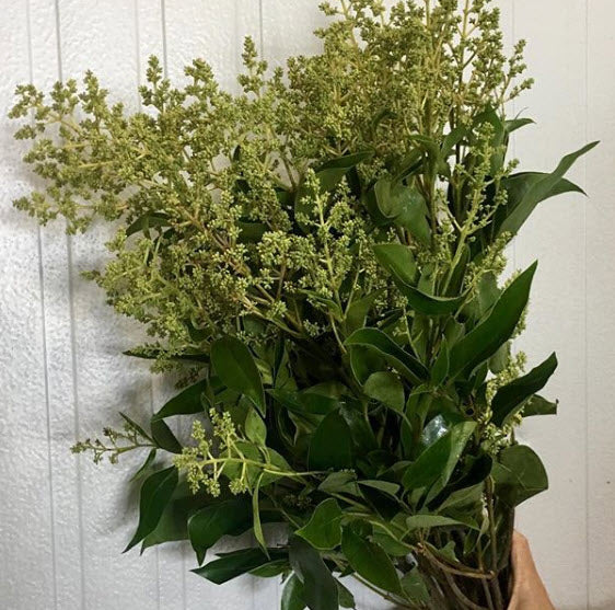 SEPT-OCT ONLY - Green Privet Berry Foliage - Image 4