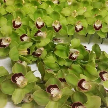 Green Standard Cymbidium Orchid Flower - Image 3