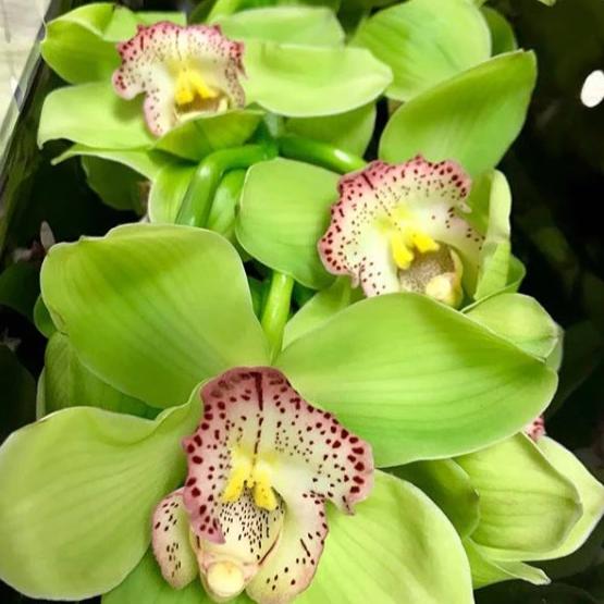 Green Standard Cymbidium Orchid Flower - Image 4