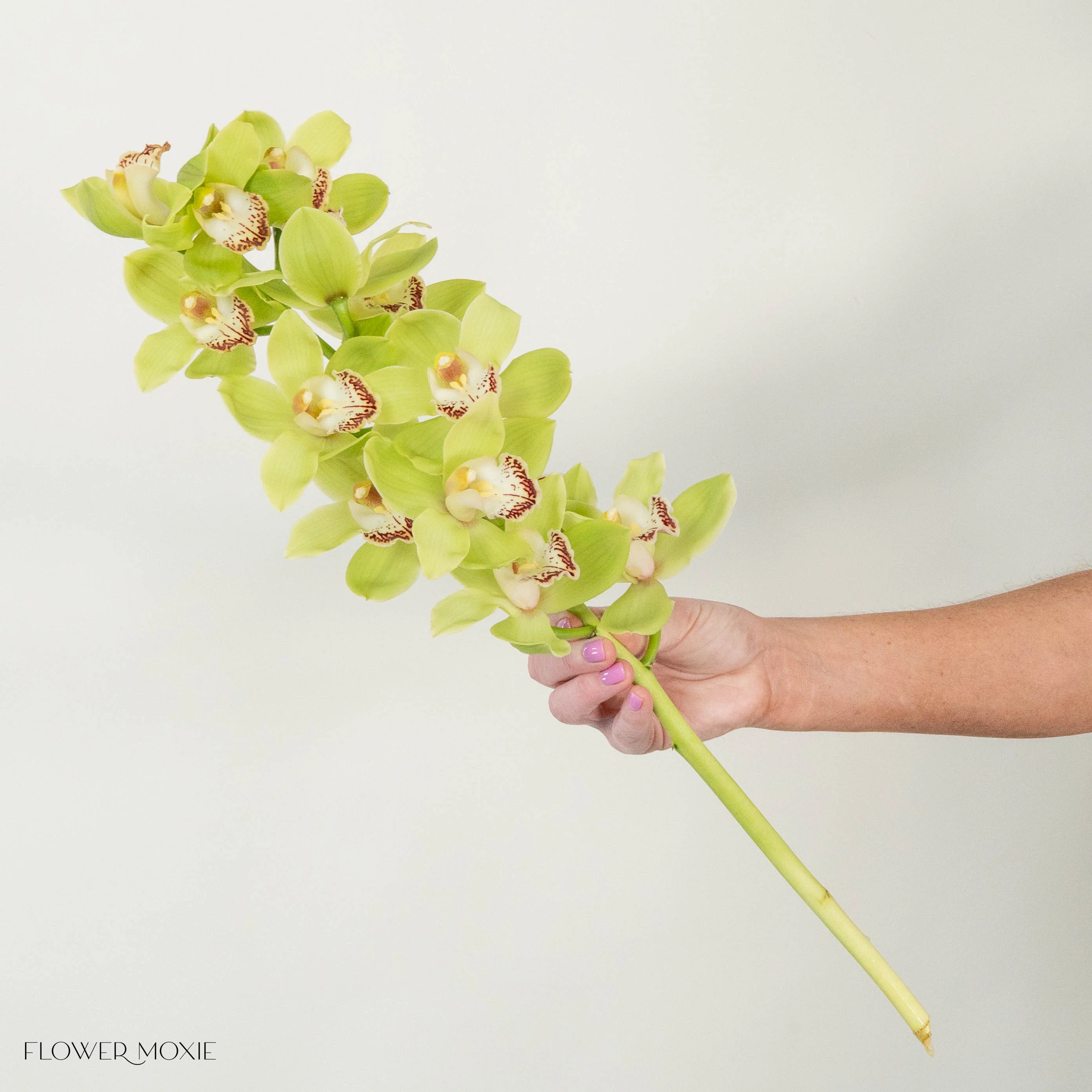 Green Standard Cymbidium Orchid Flower - Image 7