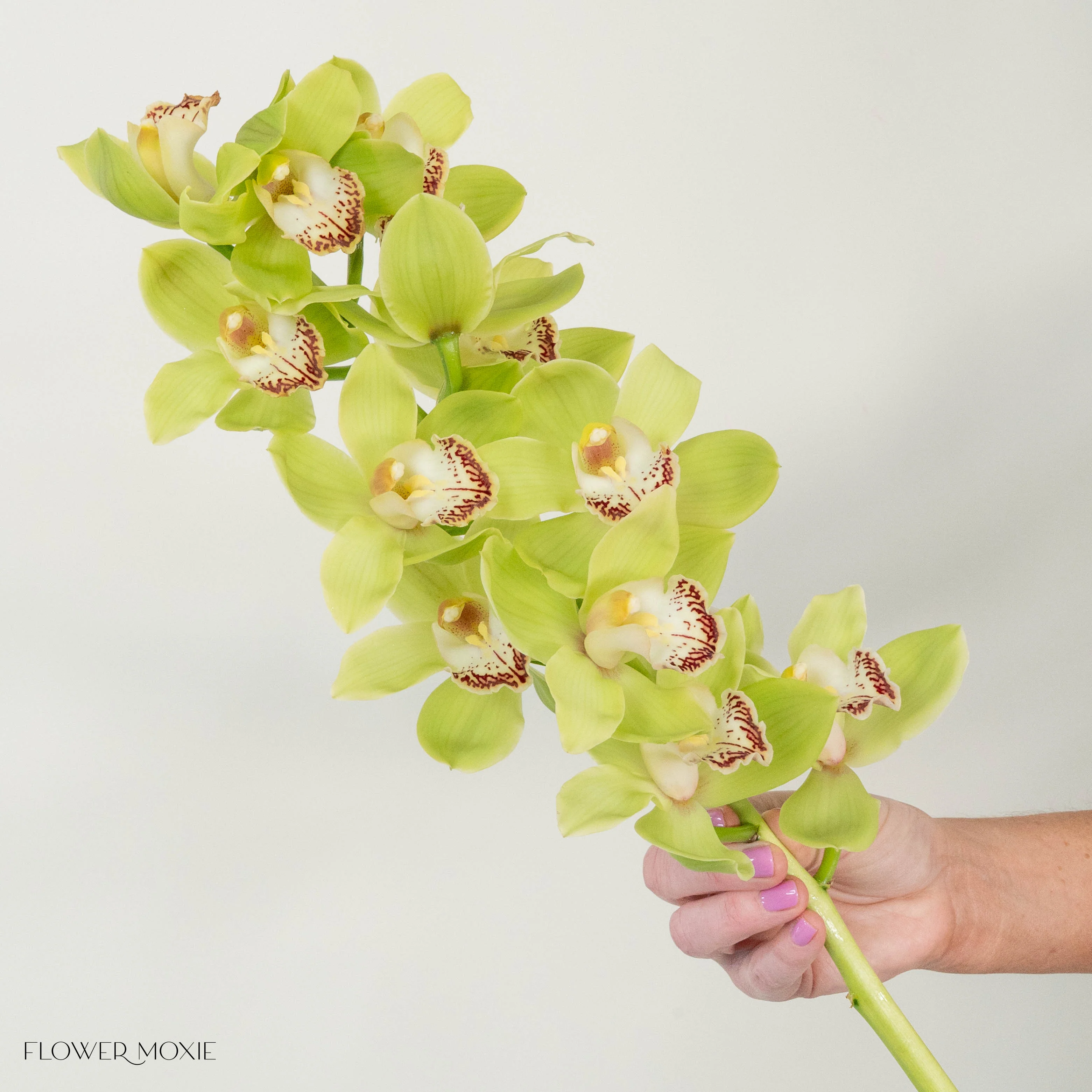Green Standard Cymbidium Orchid Flower - Image 8